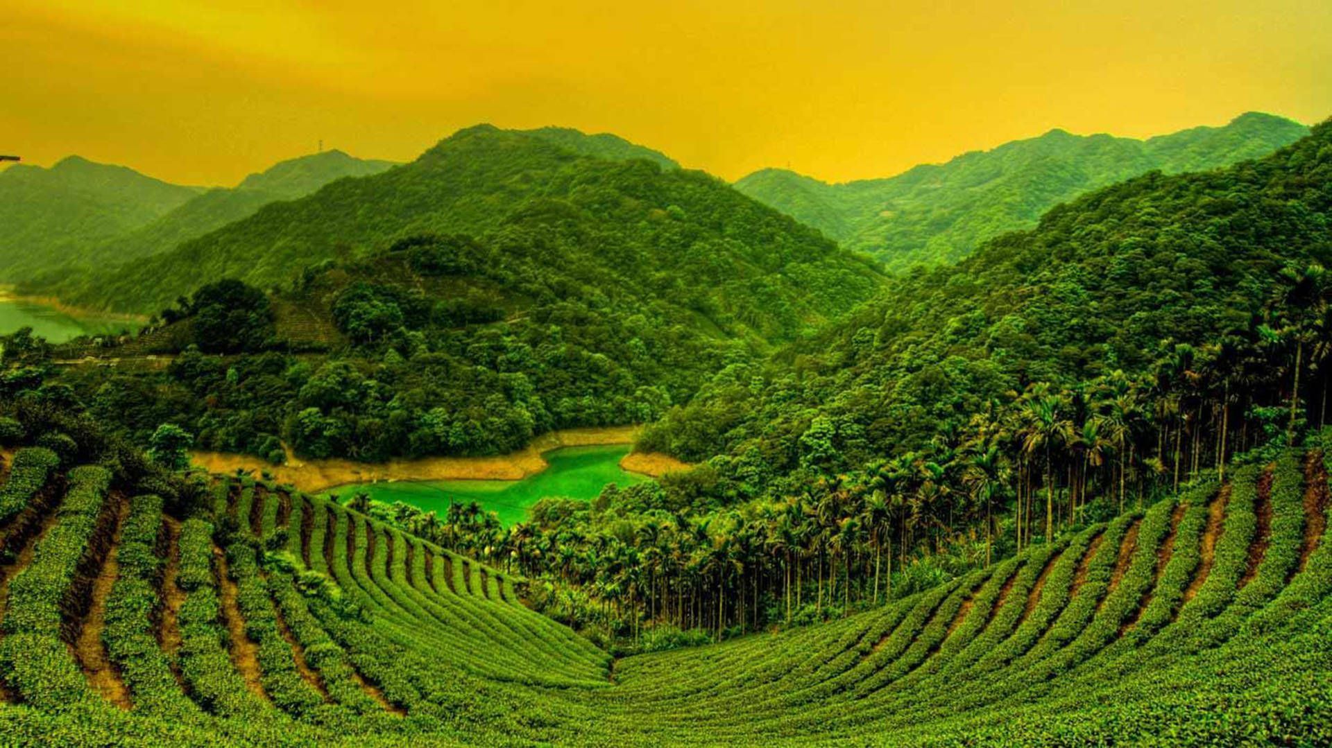 1920x1079 Tea Garden Wallpaper