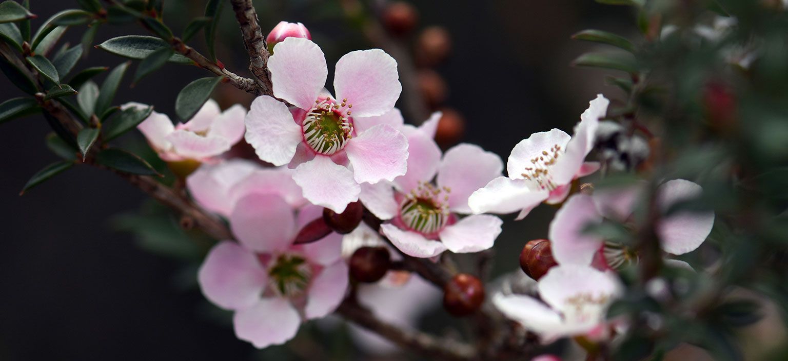 1536x704 Peach Blossom Tea Tree. Northern