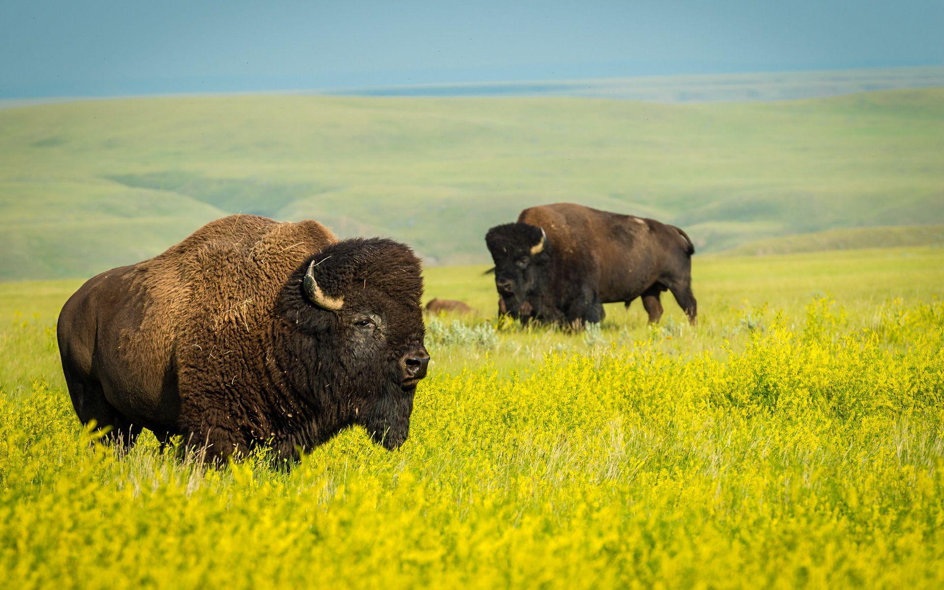 buffalo-symbolism-meaning-spirit-totem-power-animal-spirit