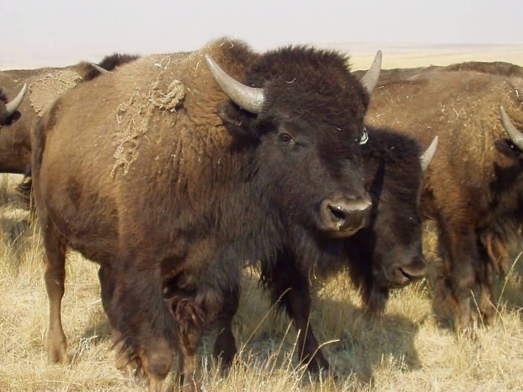 1024x768 Buffalo Herd