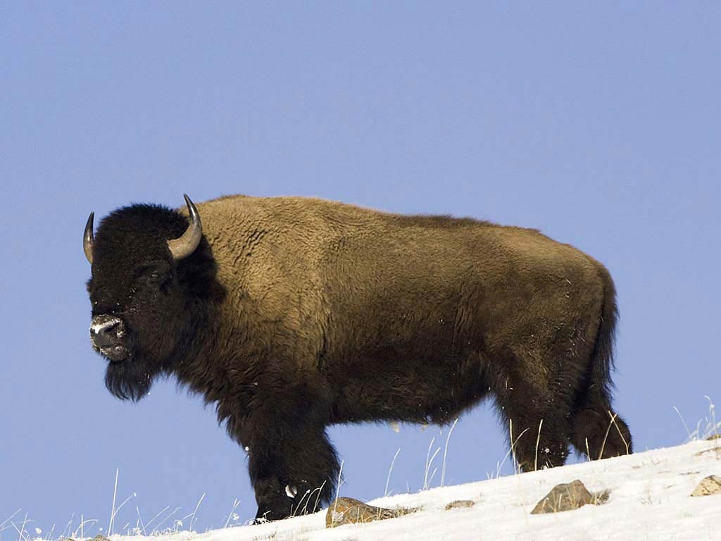 1024x768 Bison Wallpaper Animal Spot