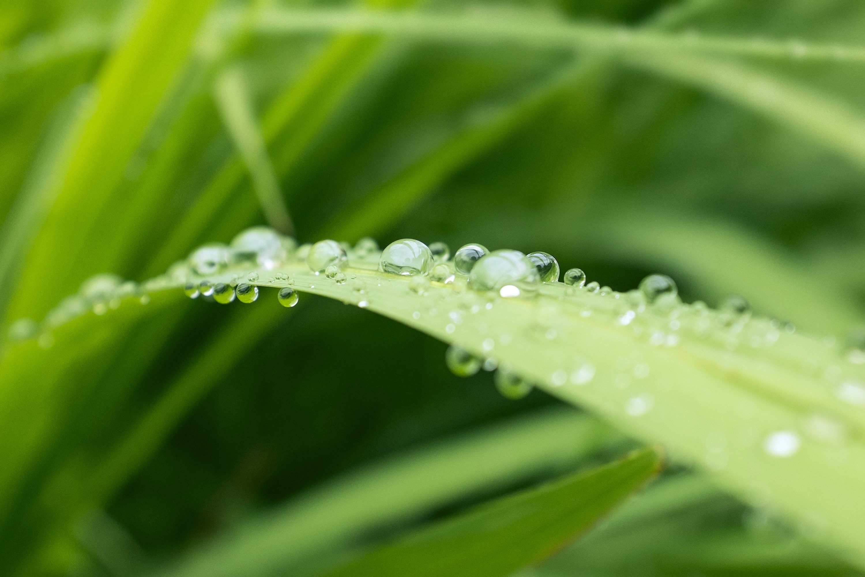 3000x2000 Green Grass Picture. Download