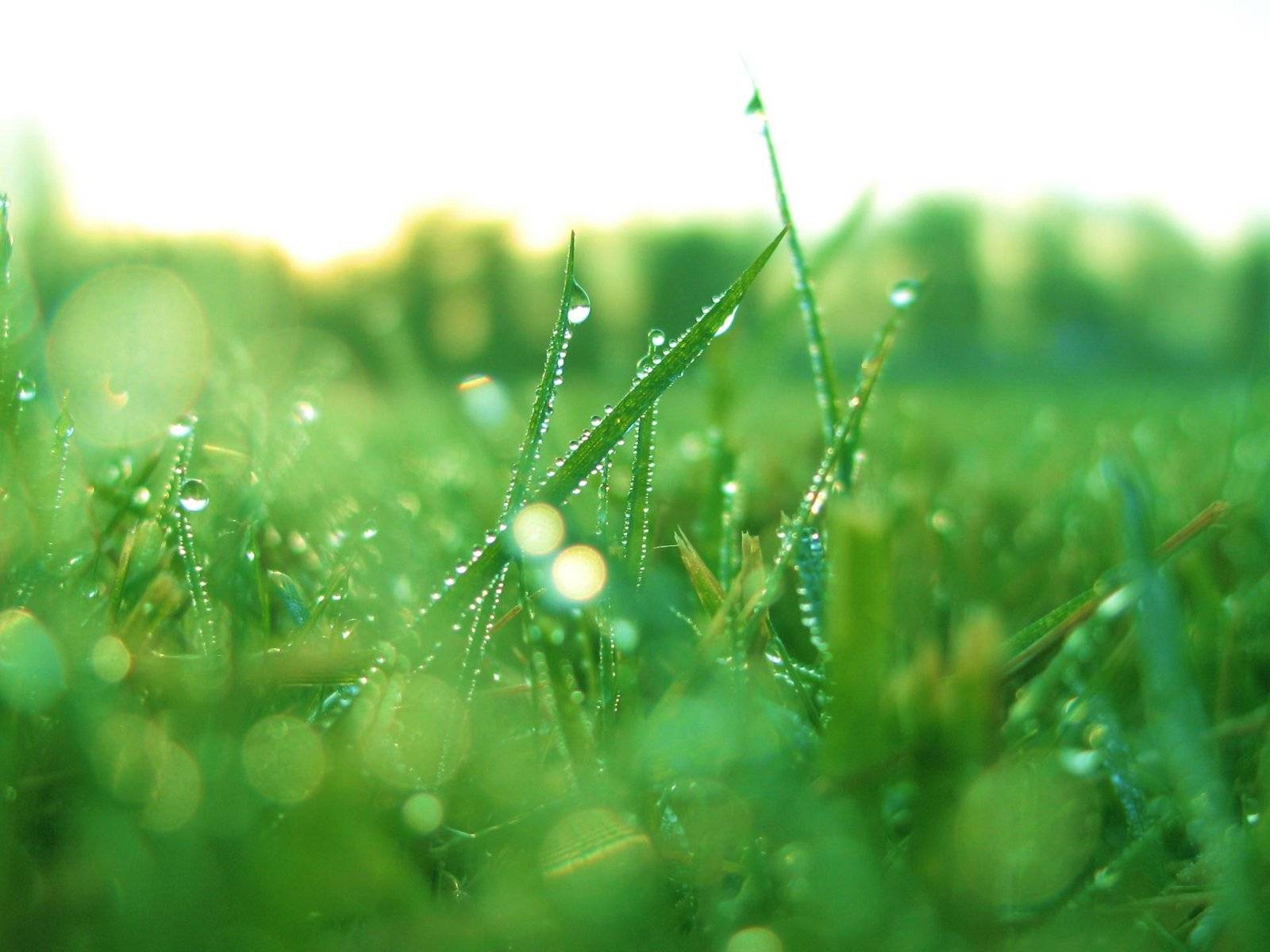 1600x1200 Vista Wallpaper Wet Grass. Windows