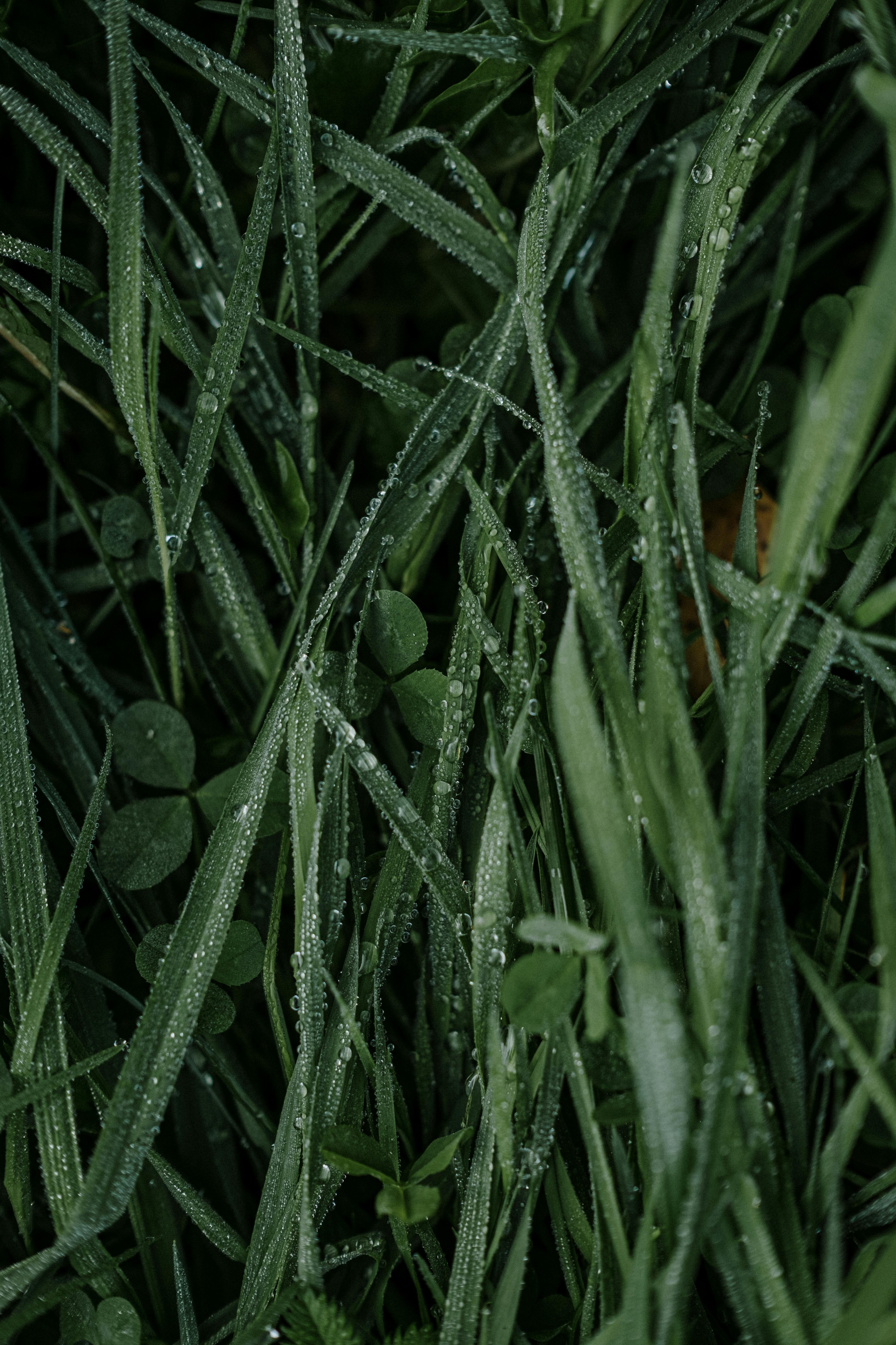4160x6240 Wet Grass Photo, Download The BEST