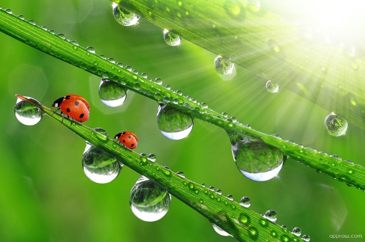 1204x800 Ladybug HD Wallpaper