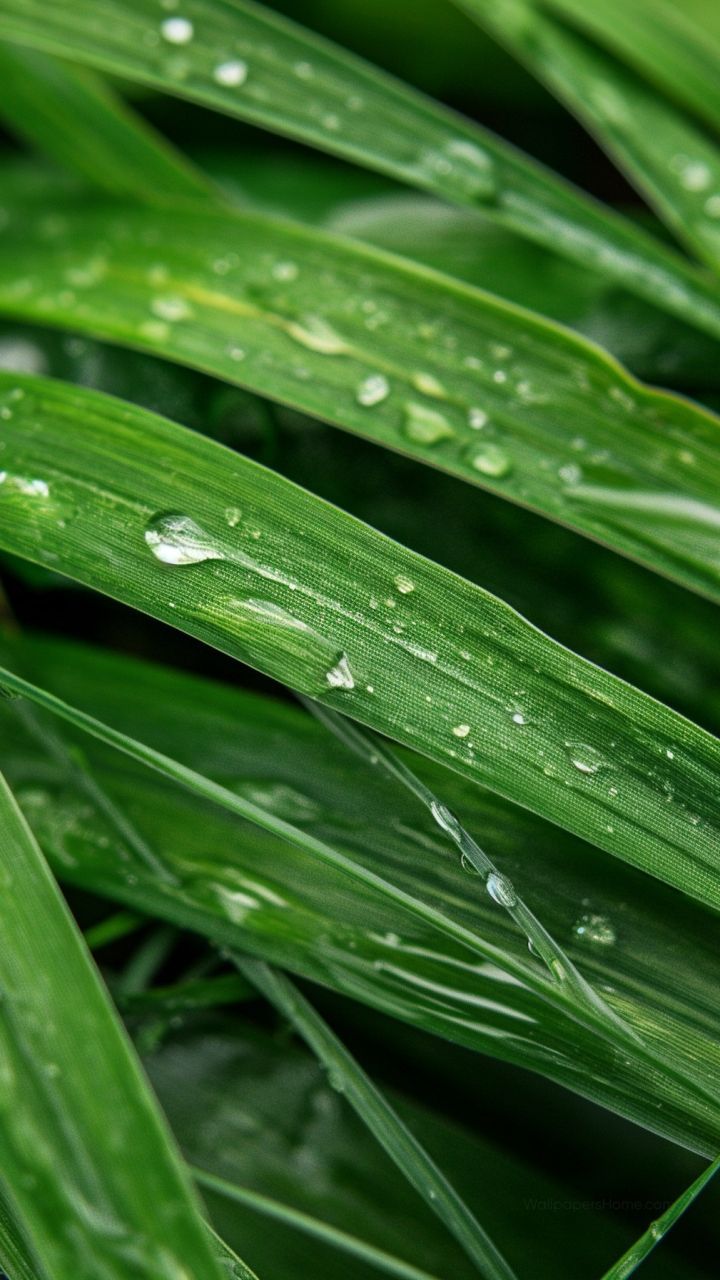 720x1280 Grass Wallpaper, Vibrant, Nature