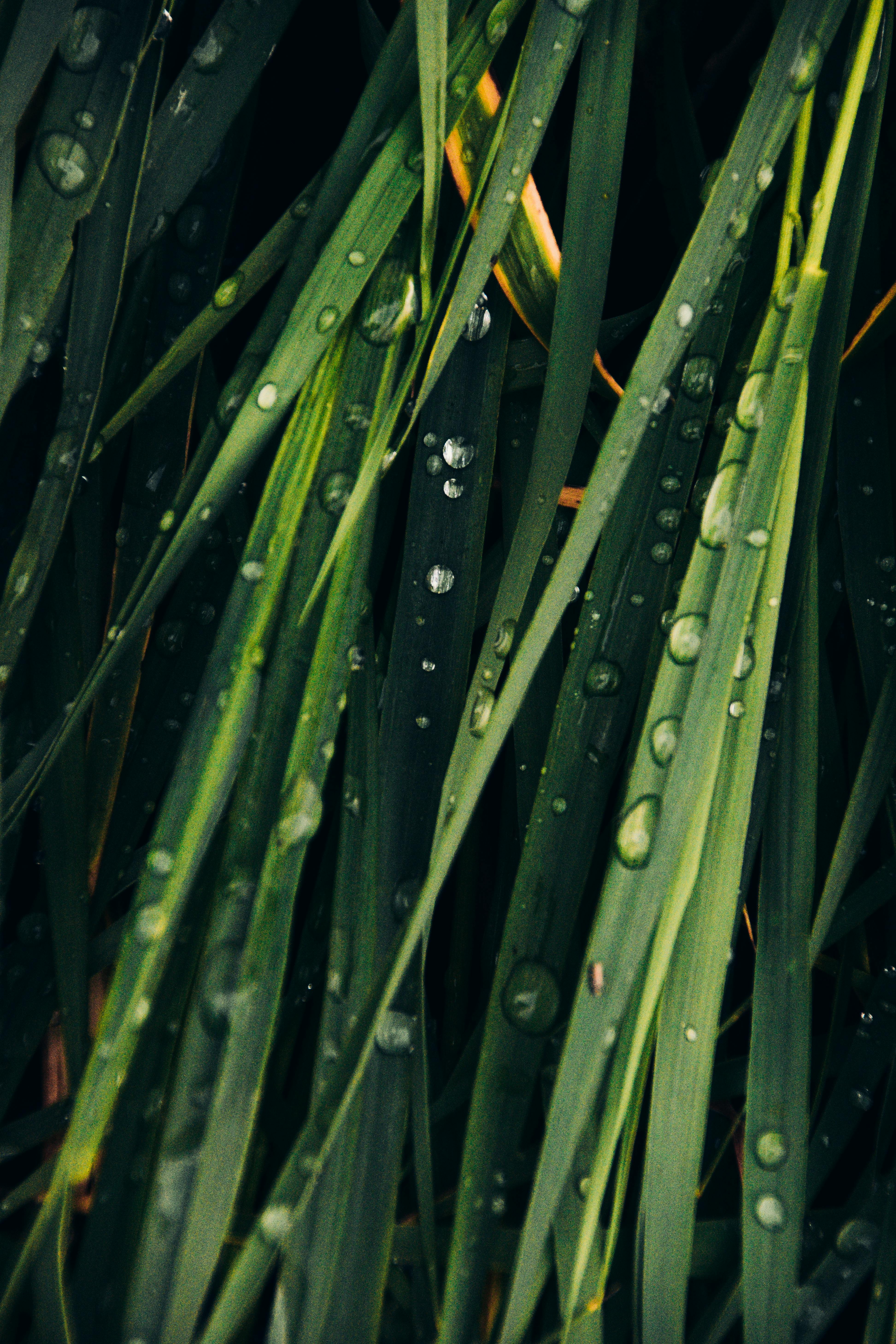 3889x5833 Grass Wet from the Rain · Free