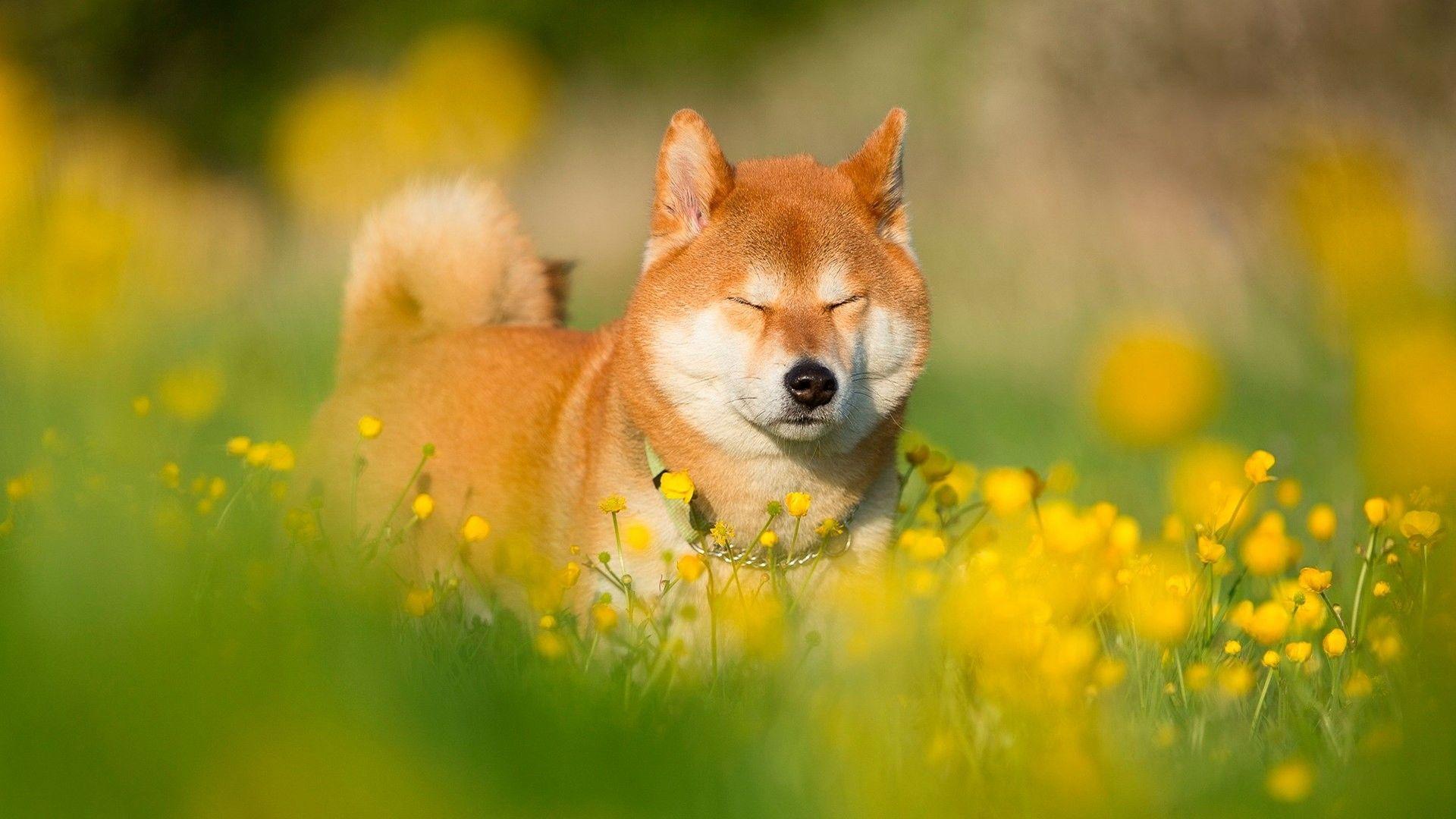 Wallpaper shiba inu confident dog outdoor desktop wallpaper hd image  picture background 883787  wallpapersmug