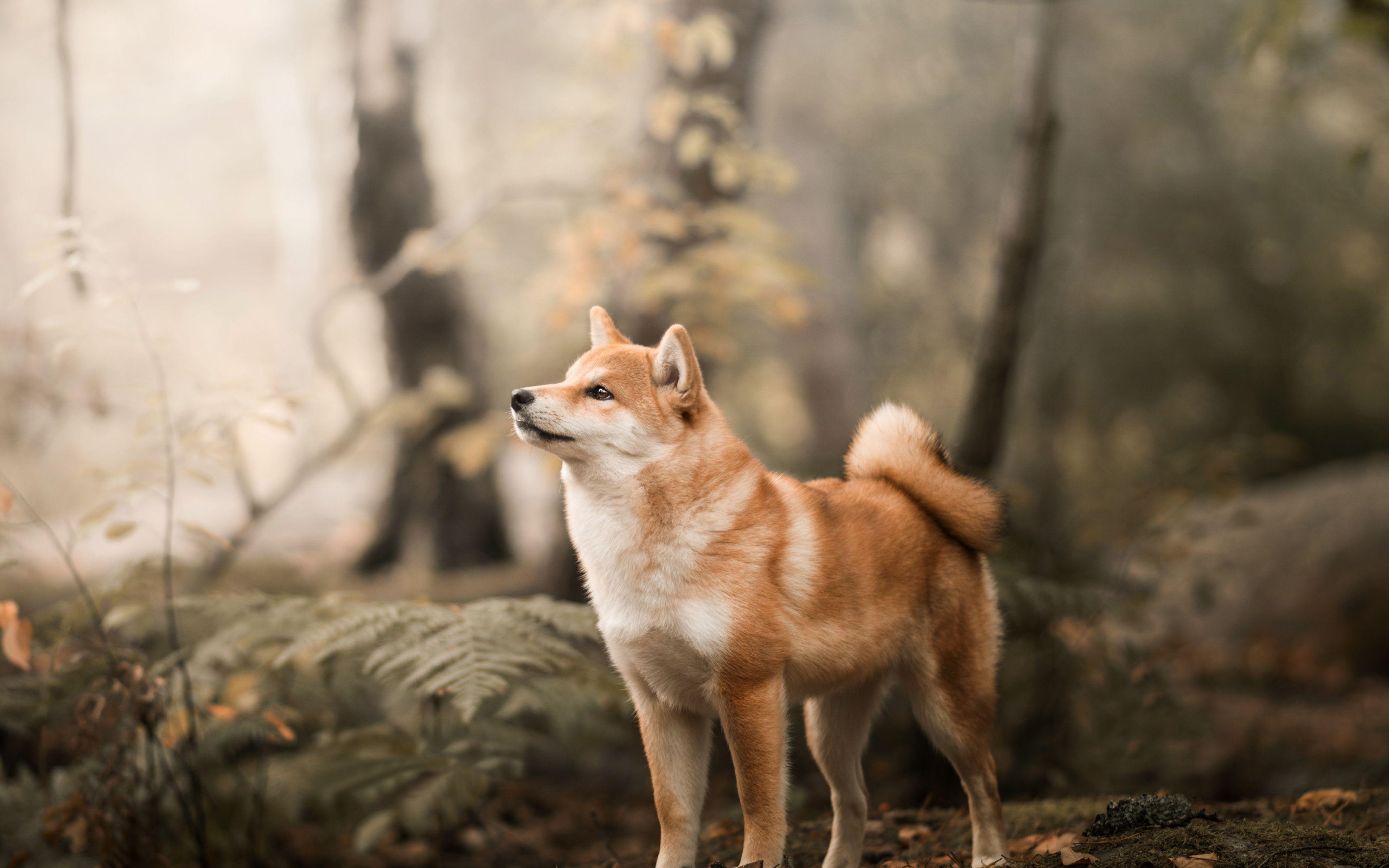Cute Shiba puppy HD phone wallpaper  Peakpx