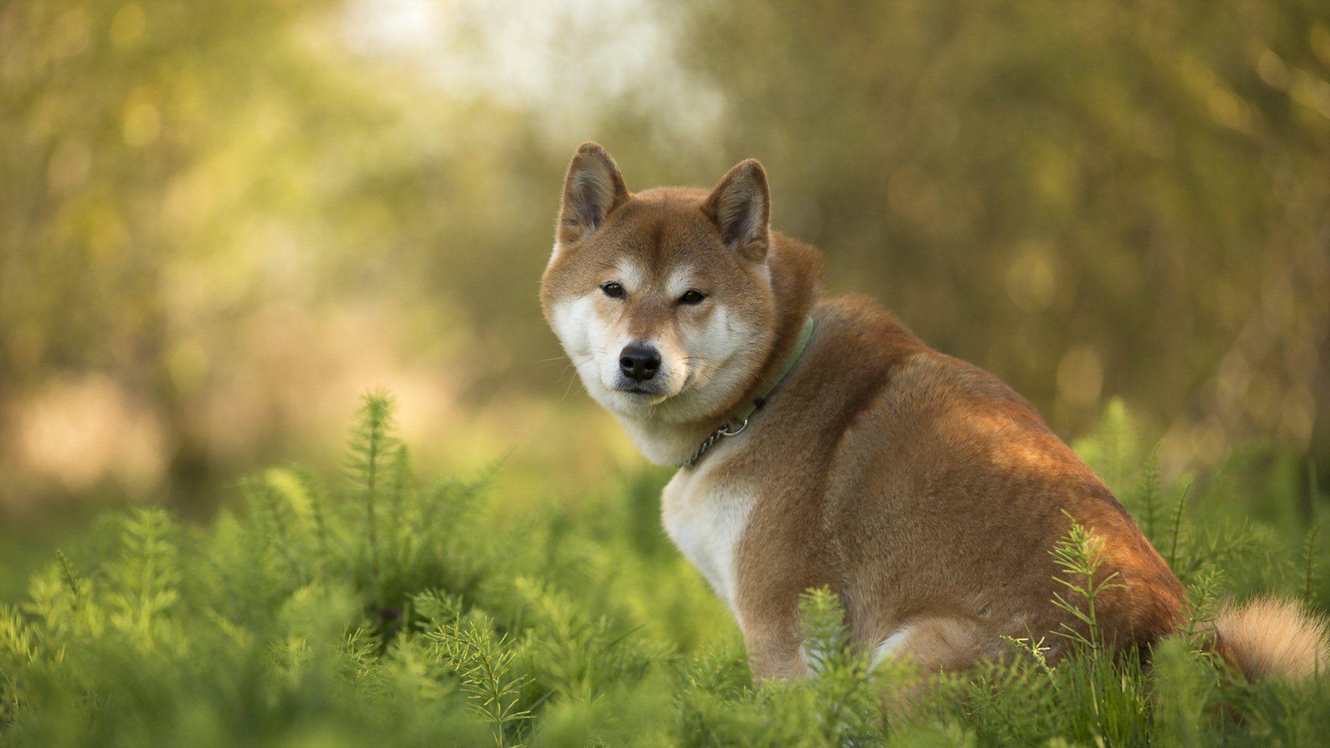 1920x1080 Shiba Inu HD Wallpaper and Background Image