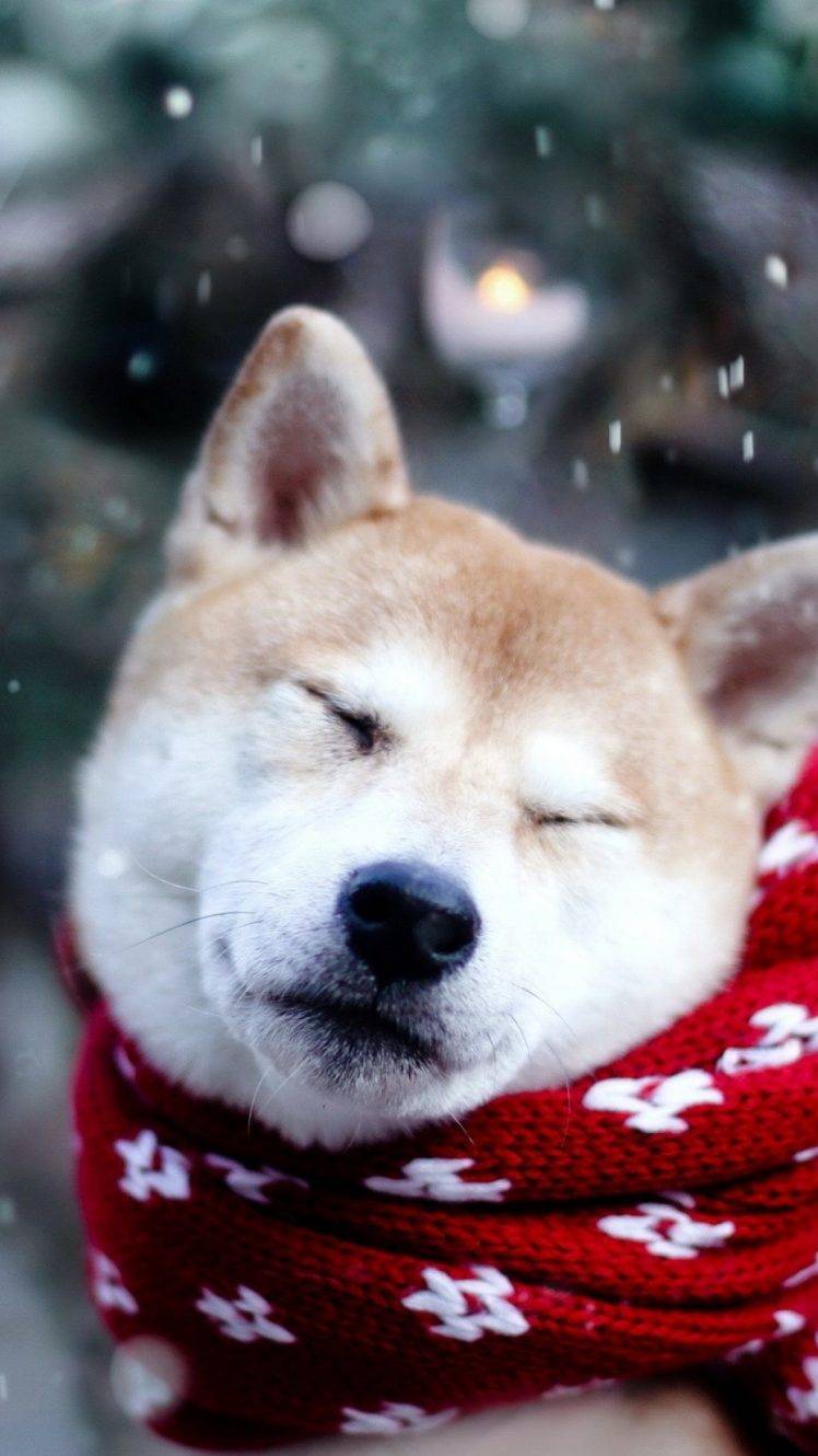 748x1330 dog shiba inu Wallpaper HD / Desktop and Mobile Background