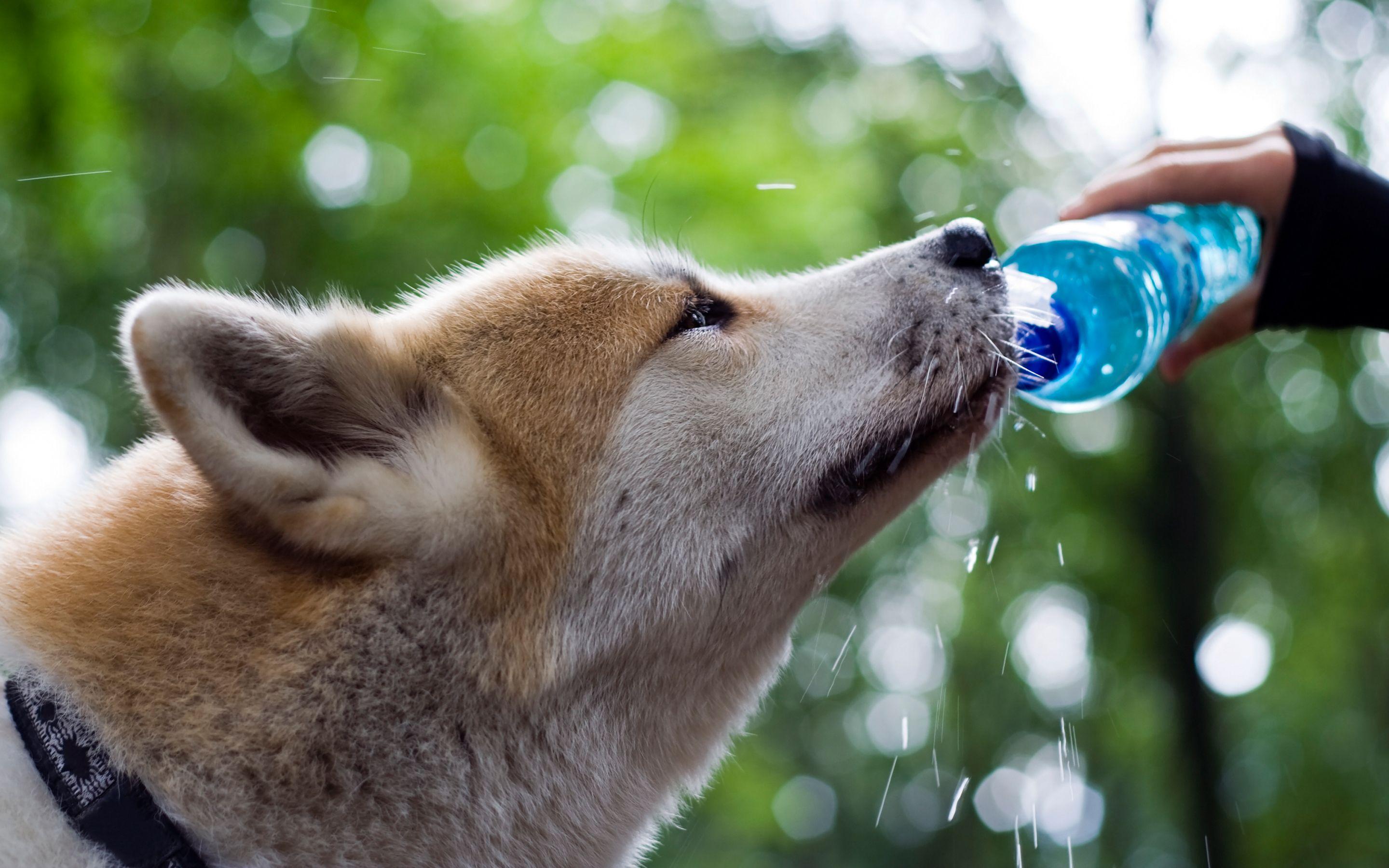 2880x1800 Shiba Inu HD Wallpaper and Background Image