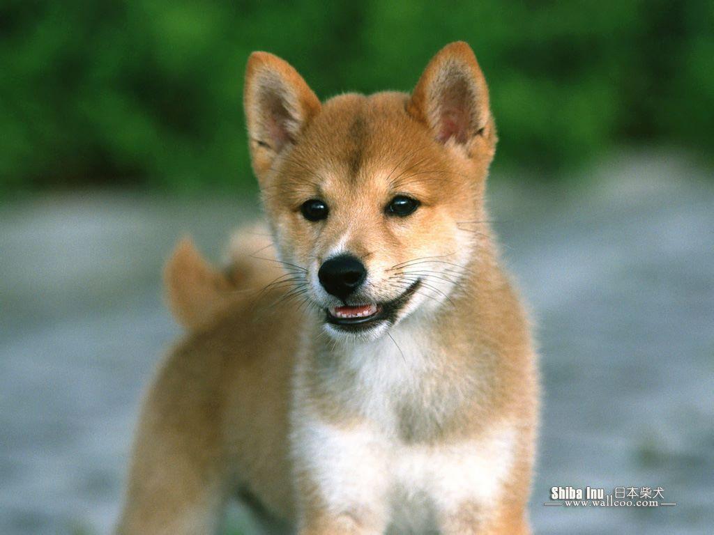 1024x768 Shiba Inu