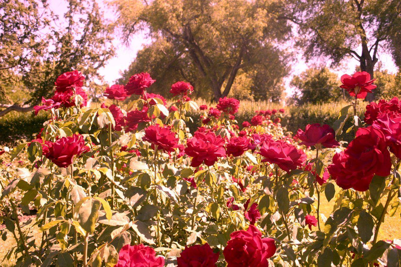 1280x853 Hipster Red Roses
