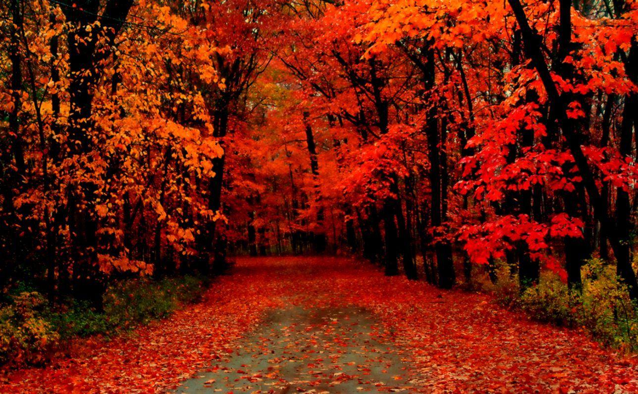 1288x796 Fall Season