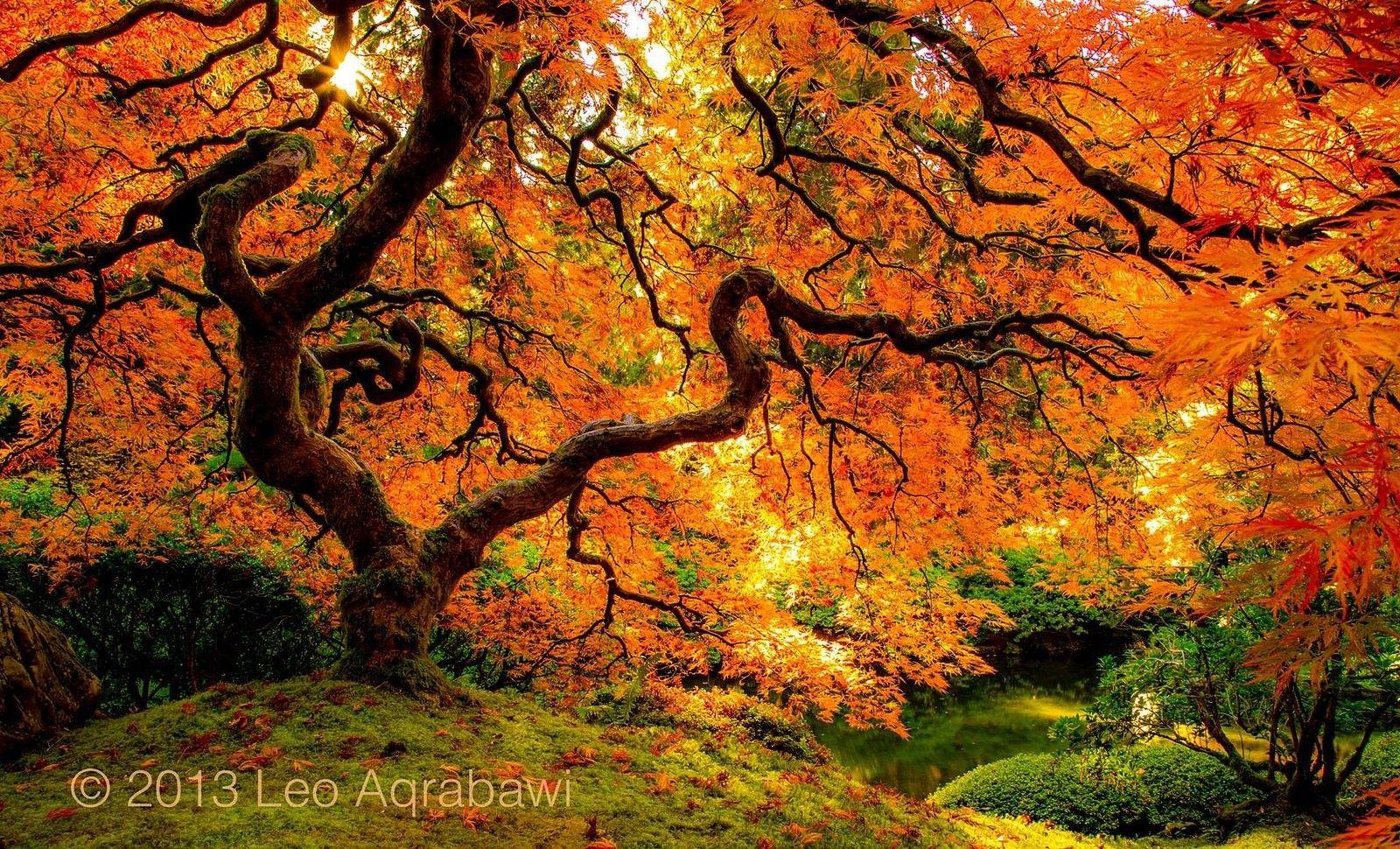 1600x970 Wallpaper, Samsung, free Image, automne, Wet, Fall, Season