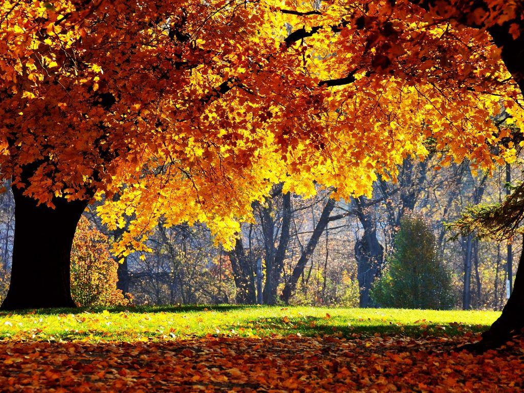 1024x768 Fall Season Wallpaper