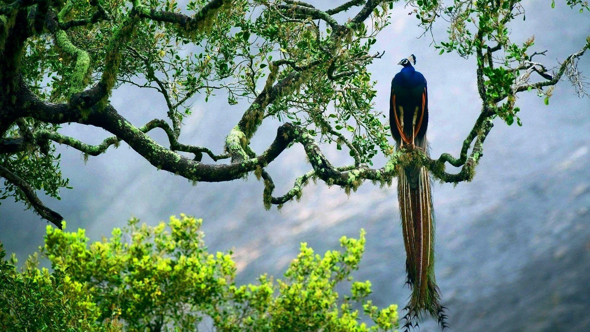 1920x1080 Chim công trên cây [1920x1080)
. Hình nền đẹp