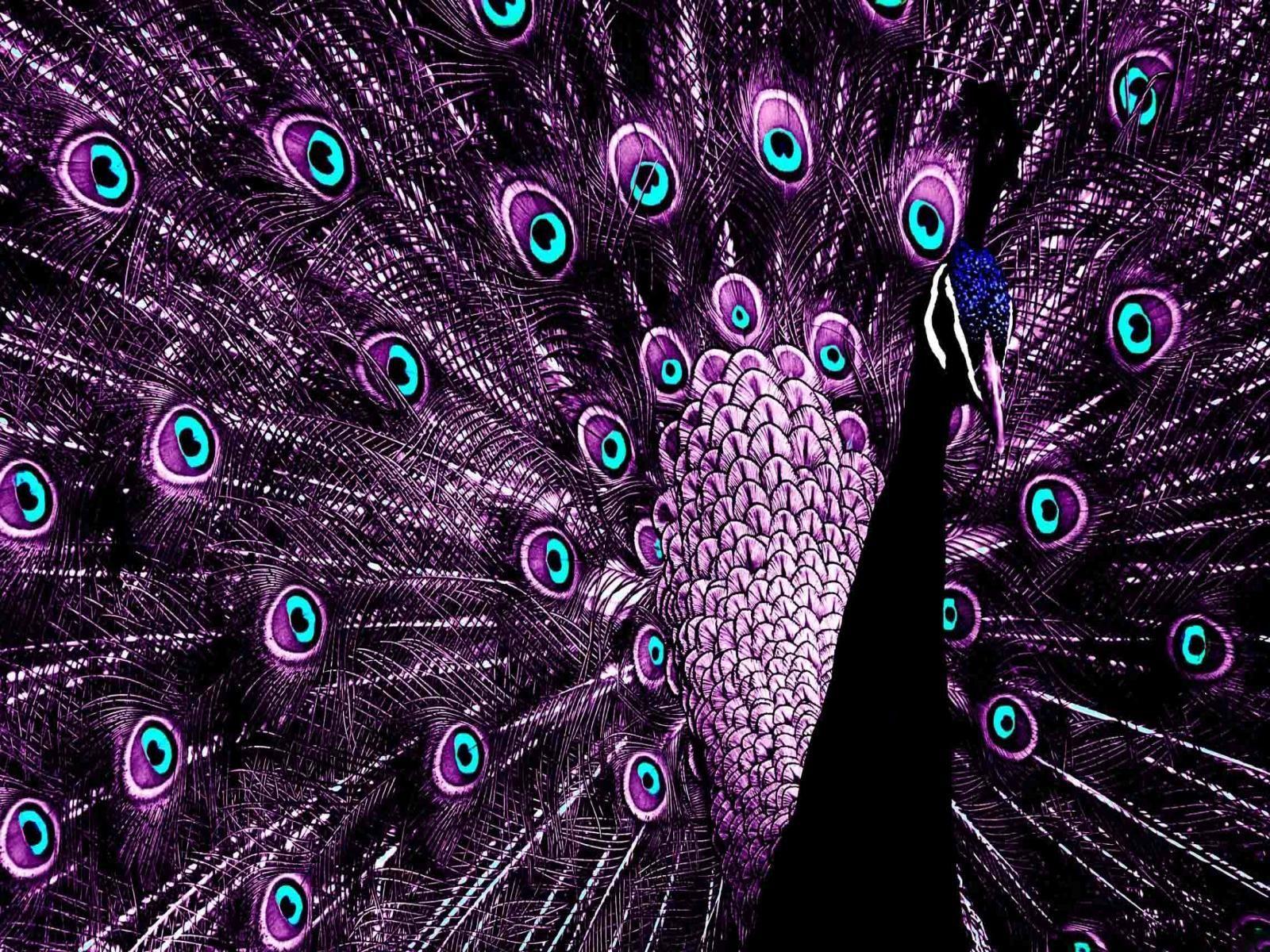 Peacock Bird Design Wallpapers - Top Free Peacock Bird Design