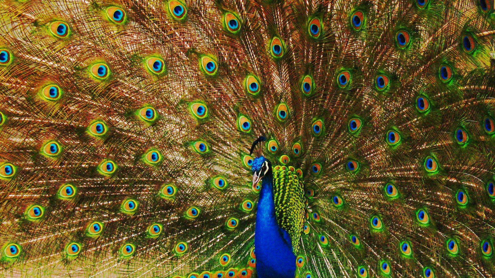 1920x1080 Beautiful Bird Peacock Wallpaper HD 6