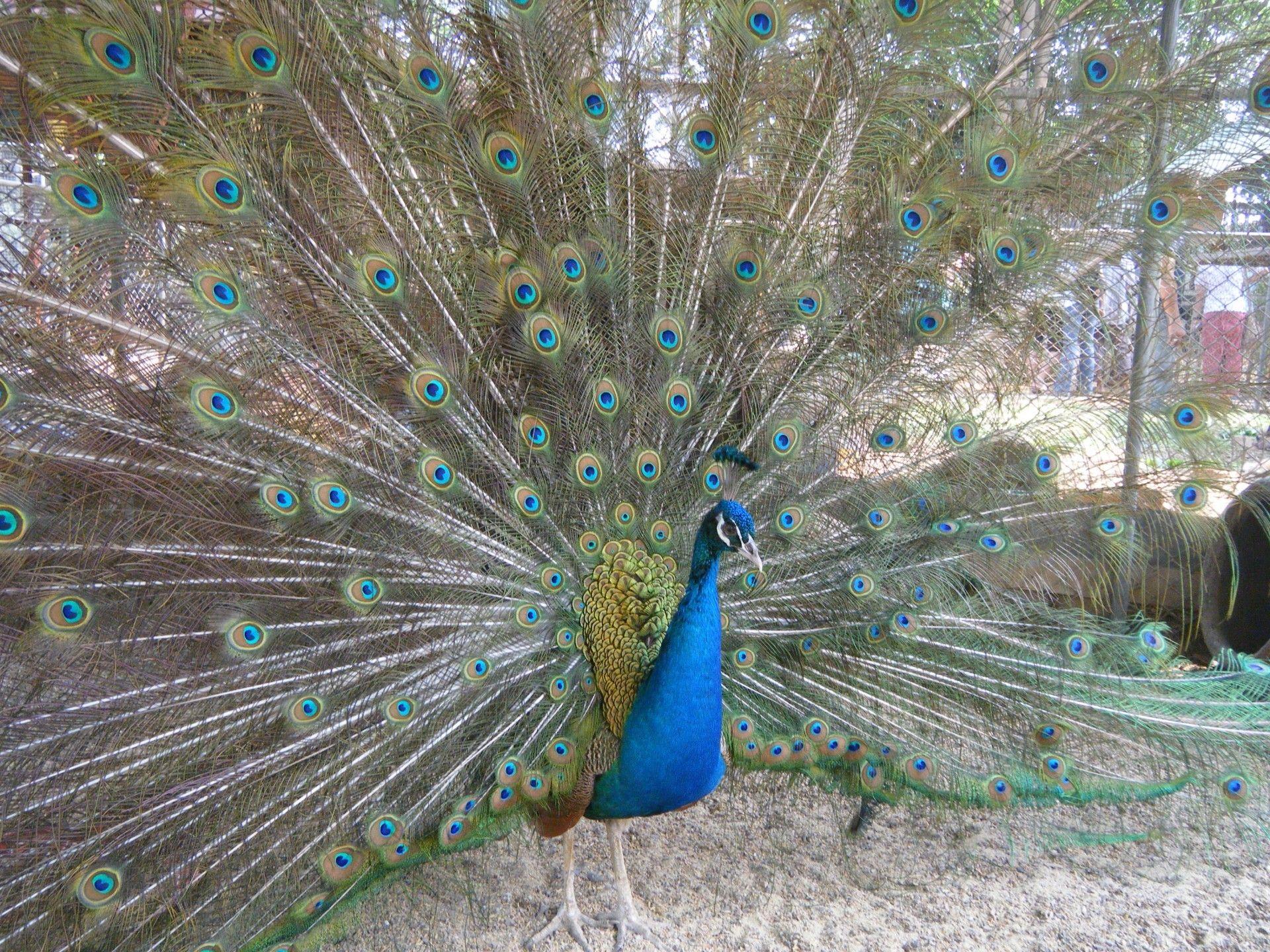 1920x1440 Bird: Peacocks Peacock Birds Feathers Animals Blue Bird Wallpaper