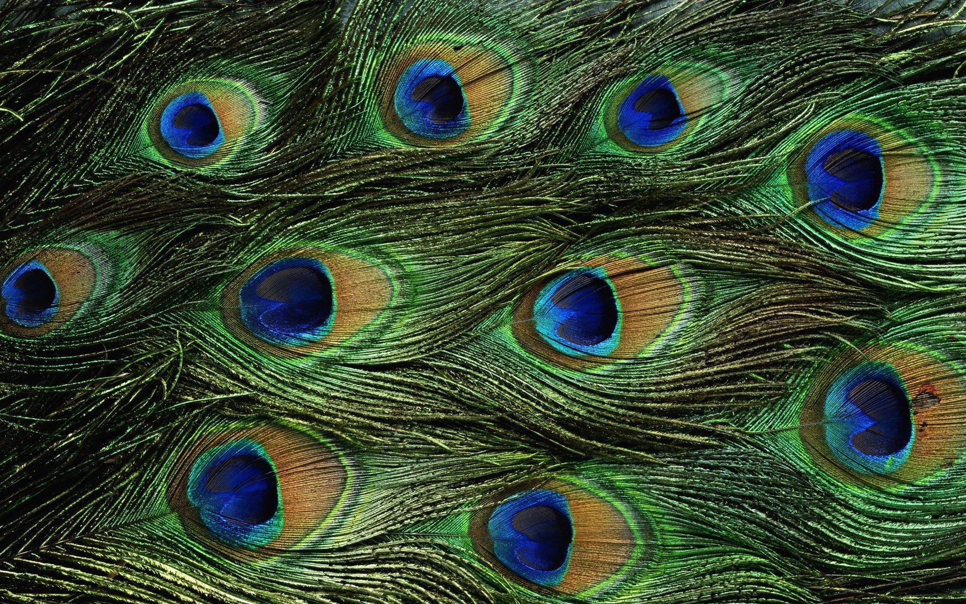 1920x1200 peacock wallpaper pack 1080p HD