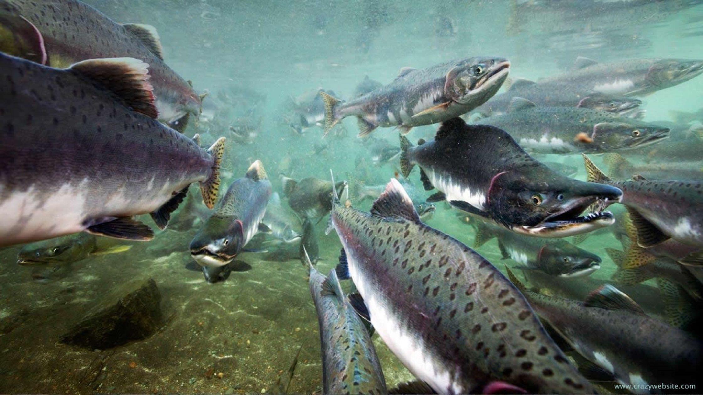 39 Salmon Fishing Wallpaper  WallpaperSafari