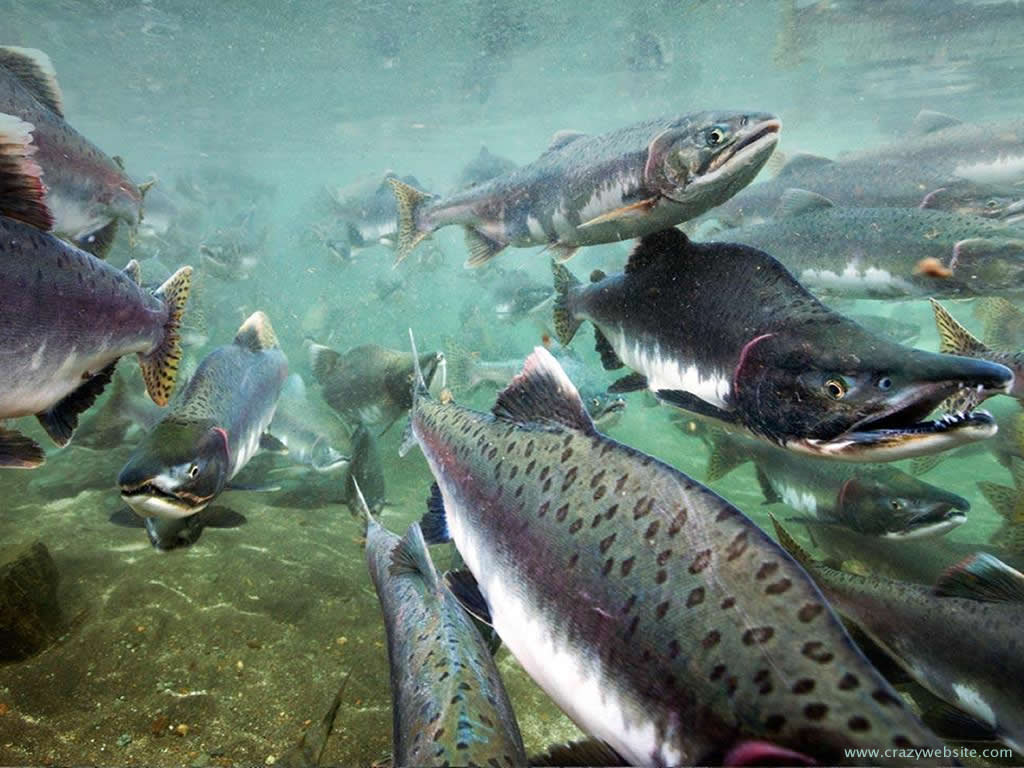 1024x768 Salmon Wallpaper High Resolution #NW3Q213
