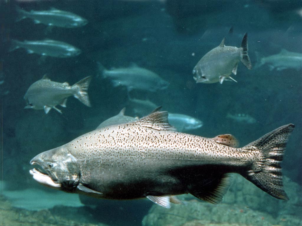 1024x768 Salmon Wallpaper