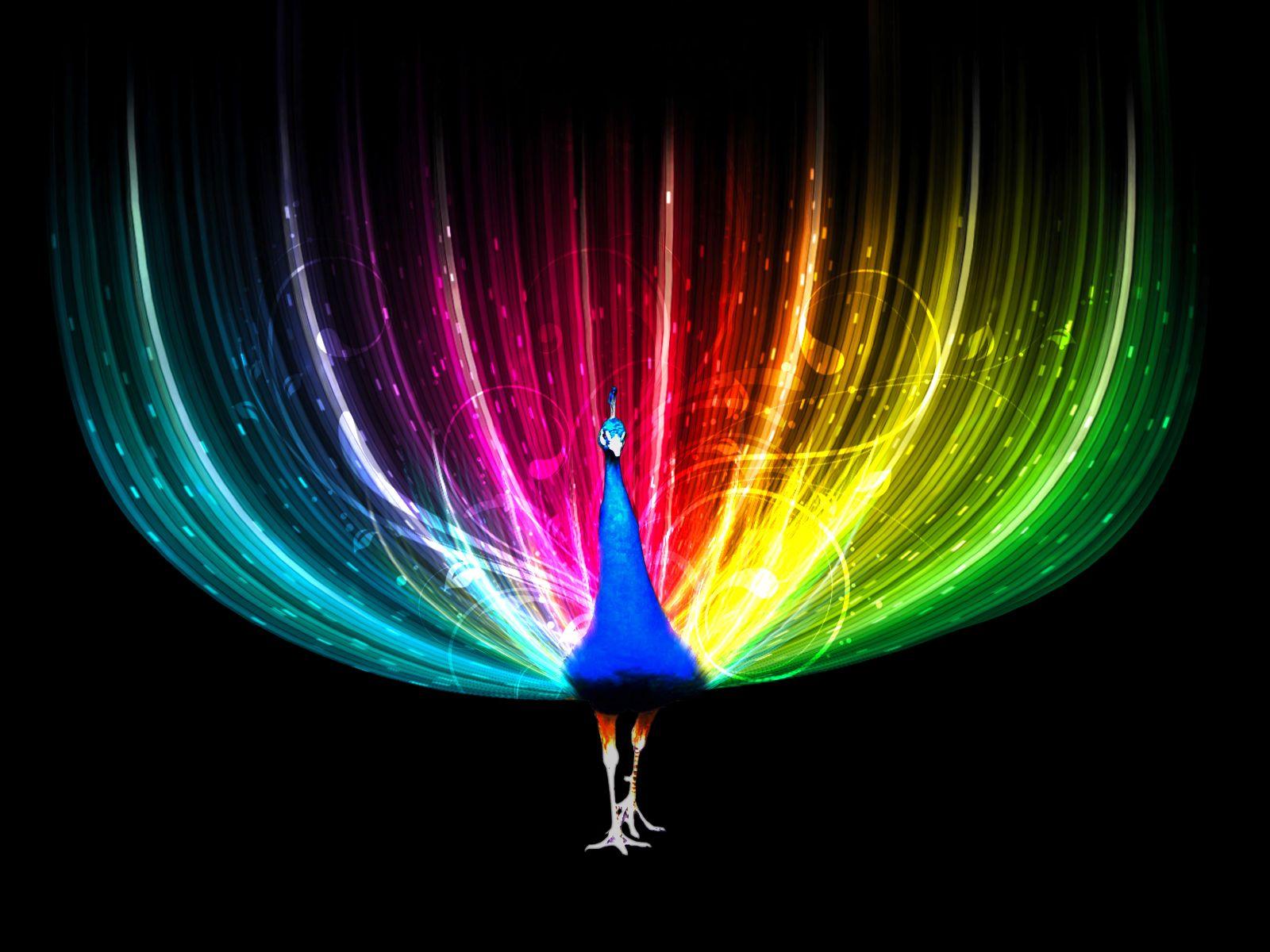 1600x1200 Desktop HD peacock bird image