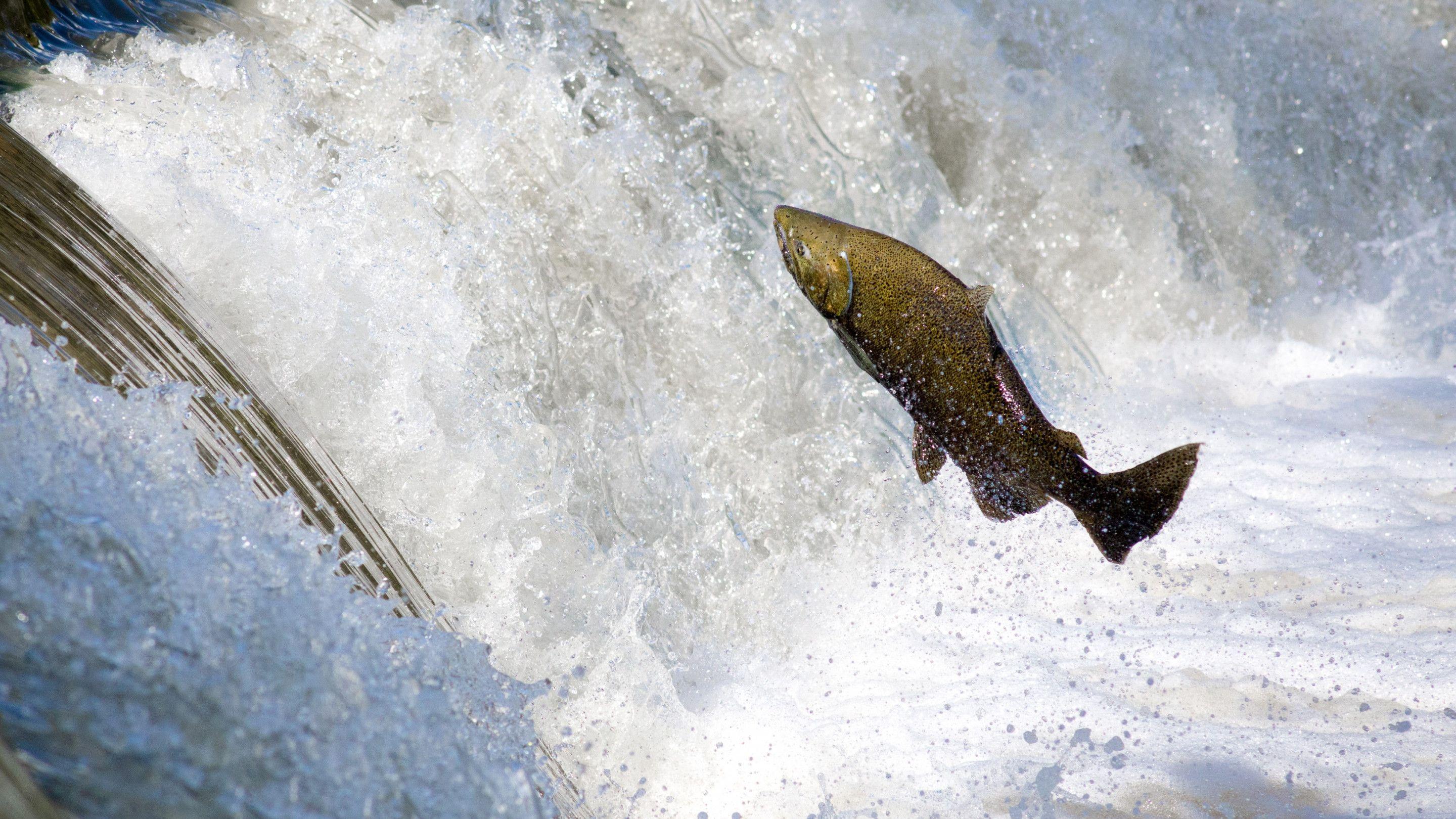 Salmon Wallpapers - Top Free Salmon Backgrounds - WallpaperAccess