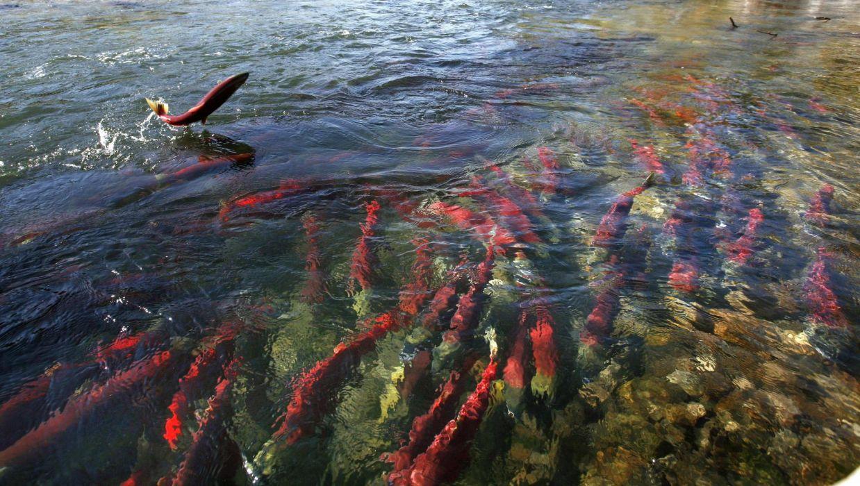 1238x700 Salmon fish river autumn g wallpaperx1086