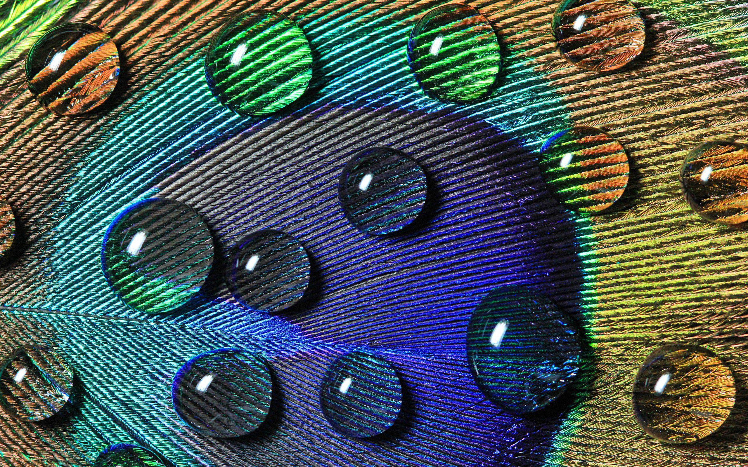 2560x1600 HD Peacock Bird Colorful High Resolution Picture Wallpaper