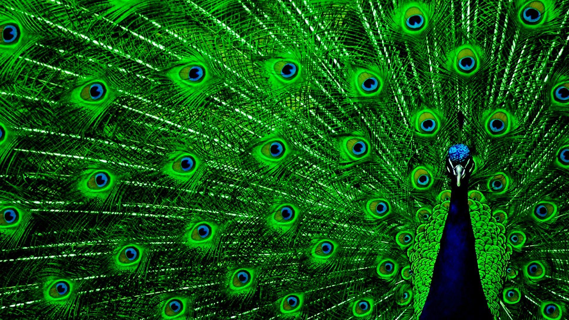 1920x1080 HD Peacock Wallpaper