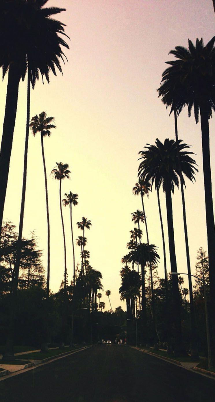 744x1392 Beverly Hills Hotel Palm Wallpaper Boys Palm Trees