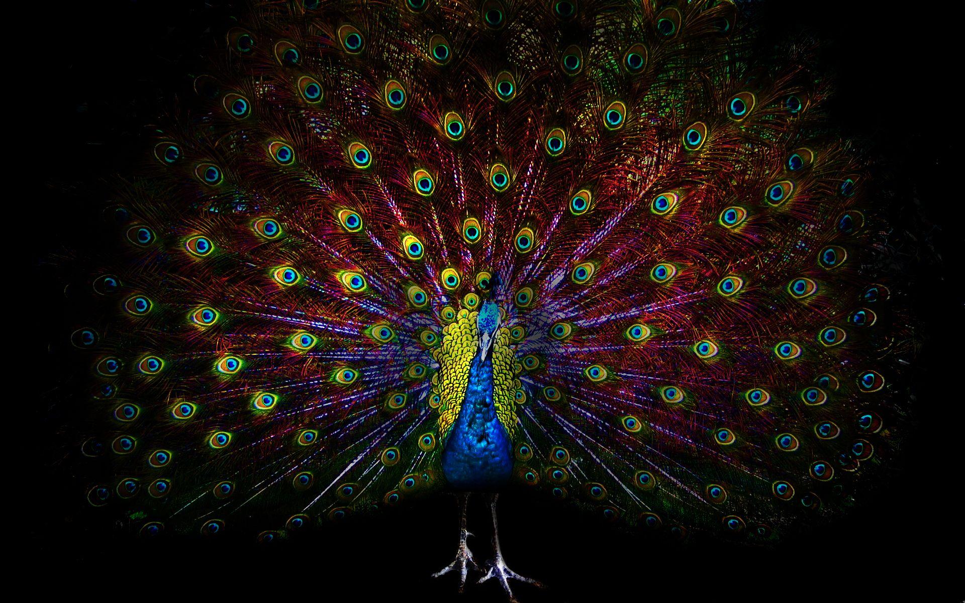 1920x1200 Peacock Feather Wallpaper for Desktop Handpicked Wallpaper's