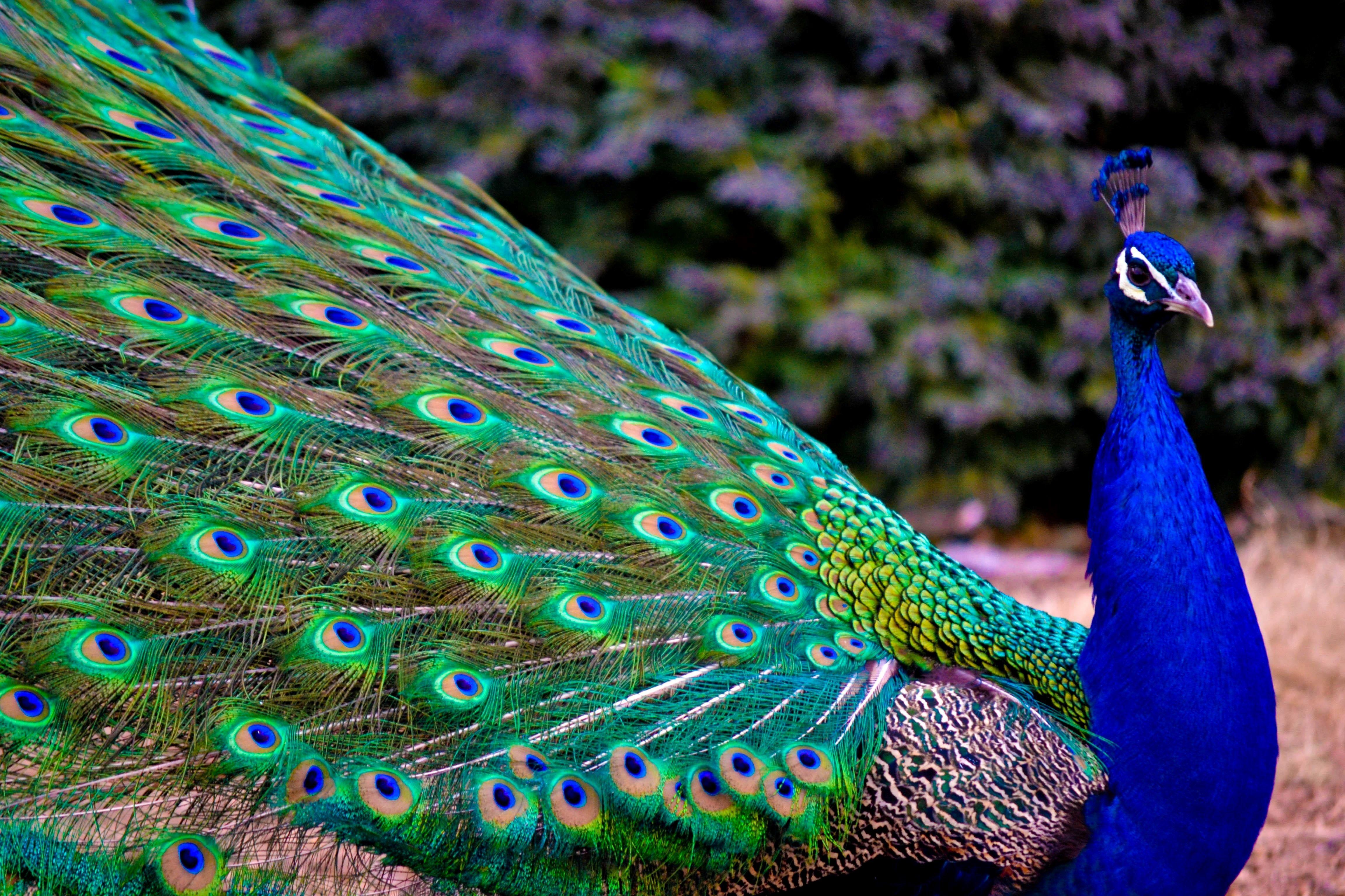 4608x3072 Nice Indian Peacock Wallpaper