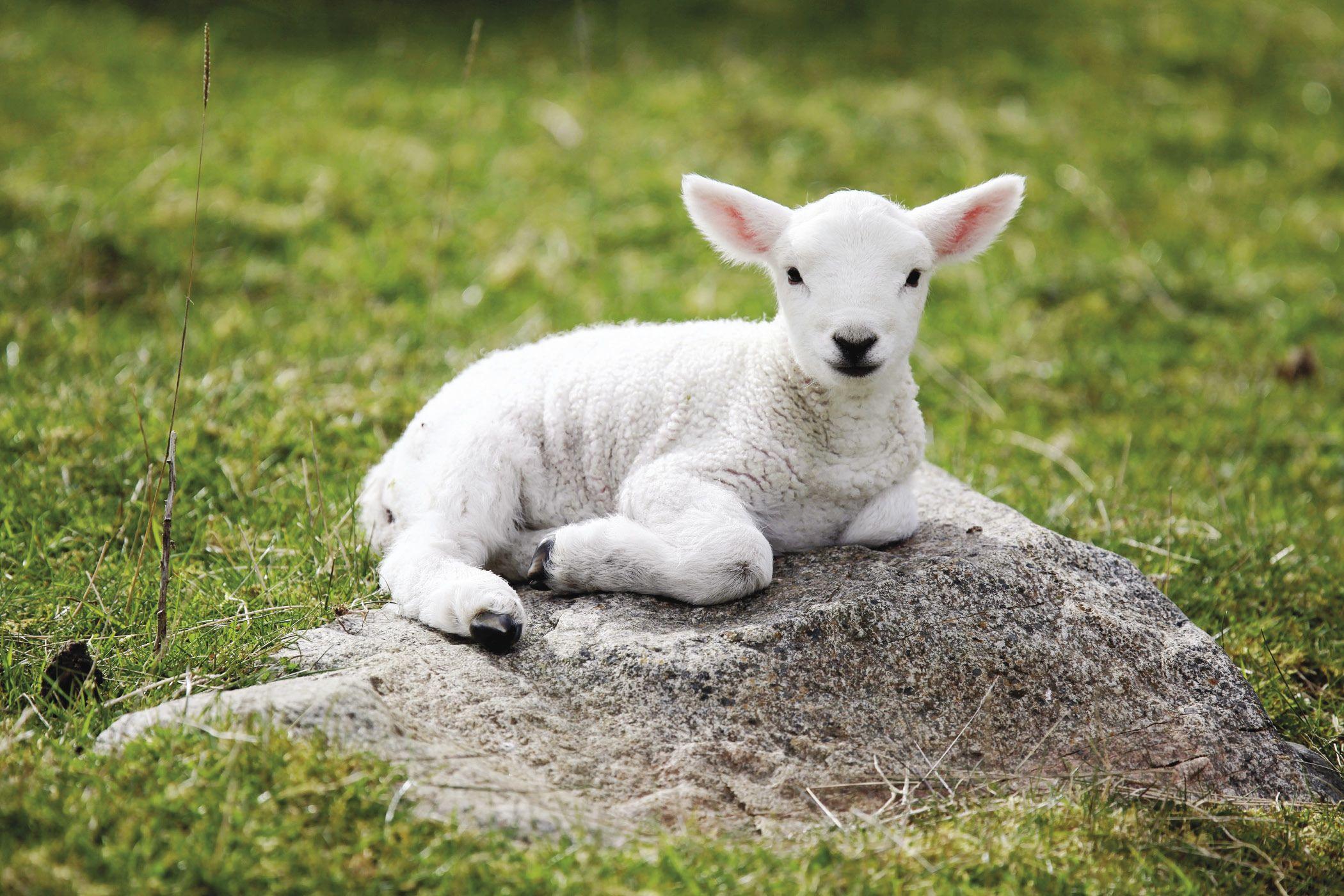 2100x1400 Lamb Wallpaper