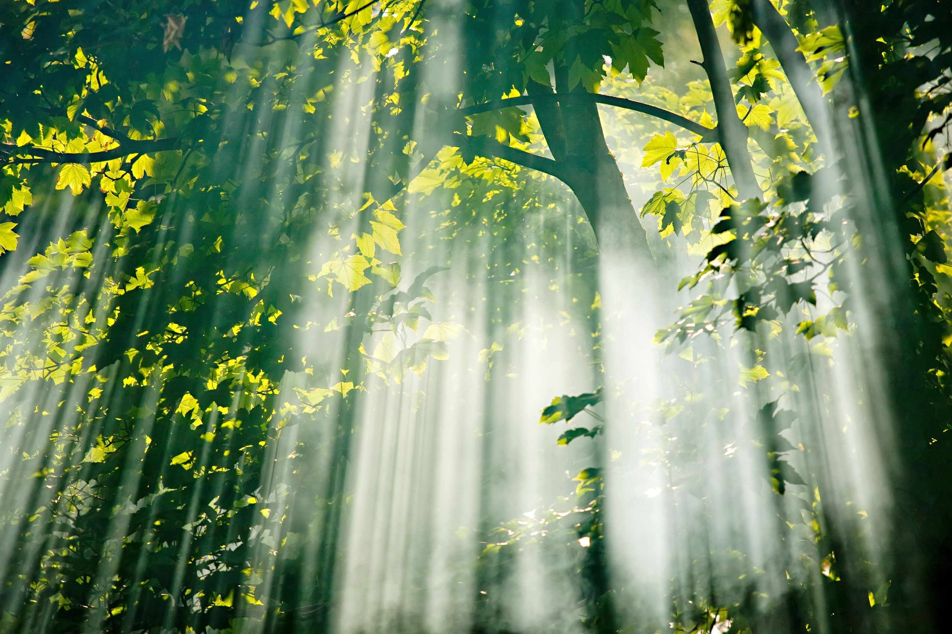 Light Through Trees Wallpapers - Top Free Light Through Trees ...