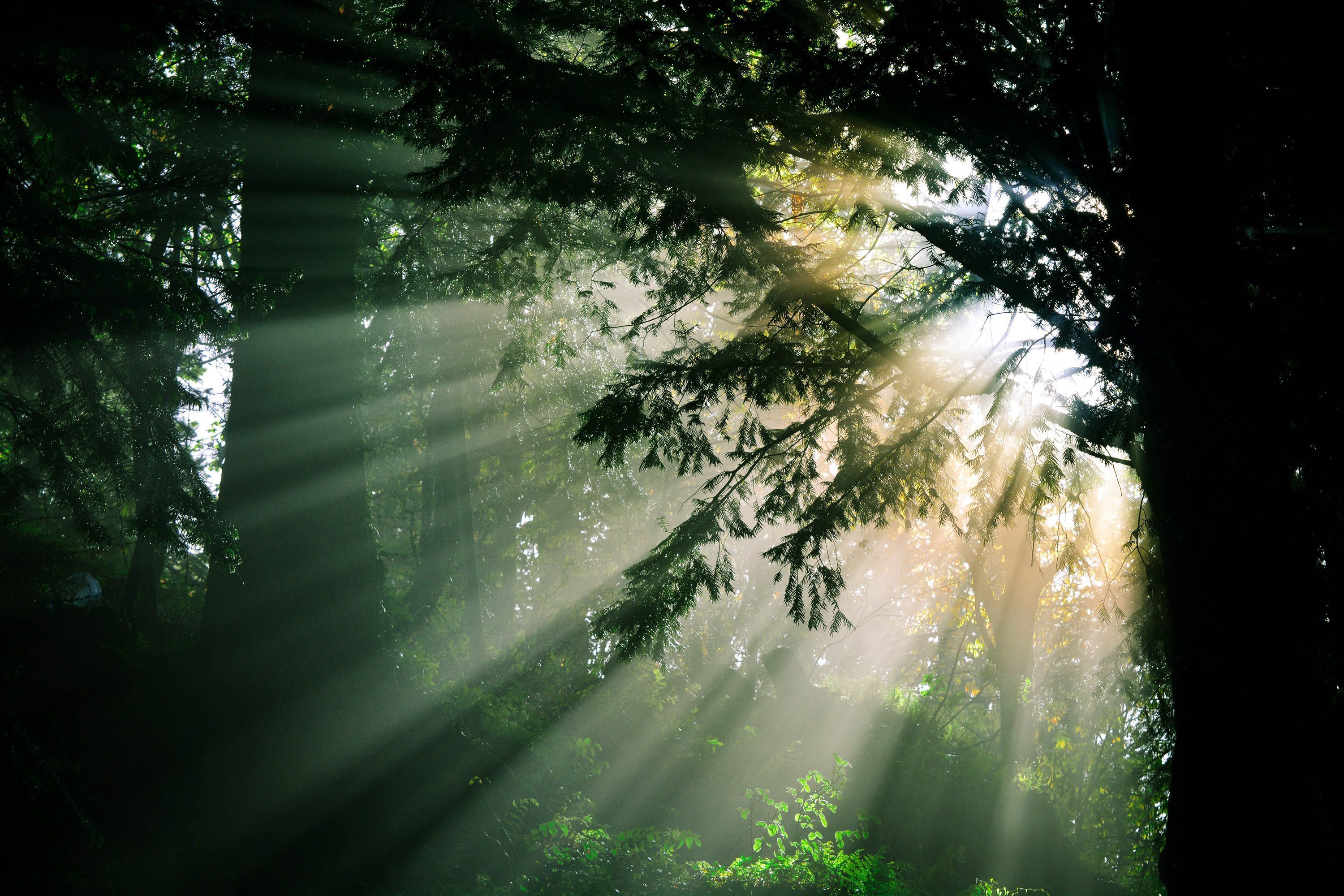 Light Through Trees Wallpapers - Top Free Light Through Trees ...