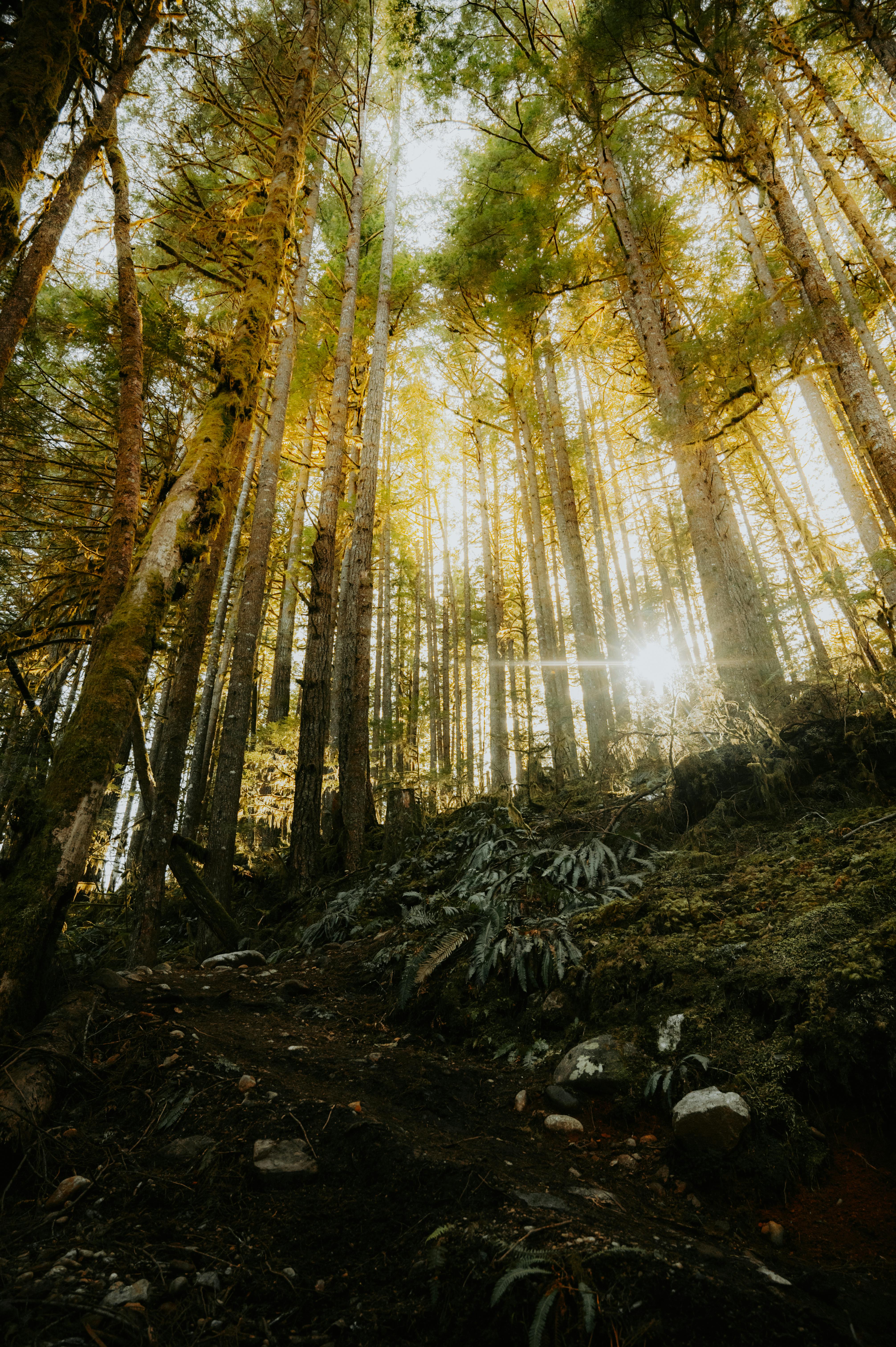 4024x6048 Sun Shininges in a Forest · Free