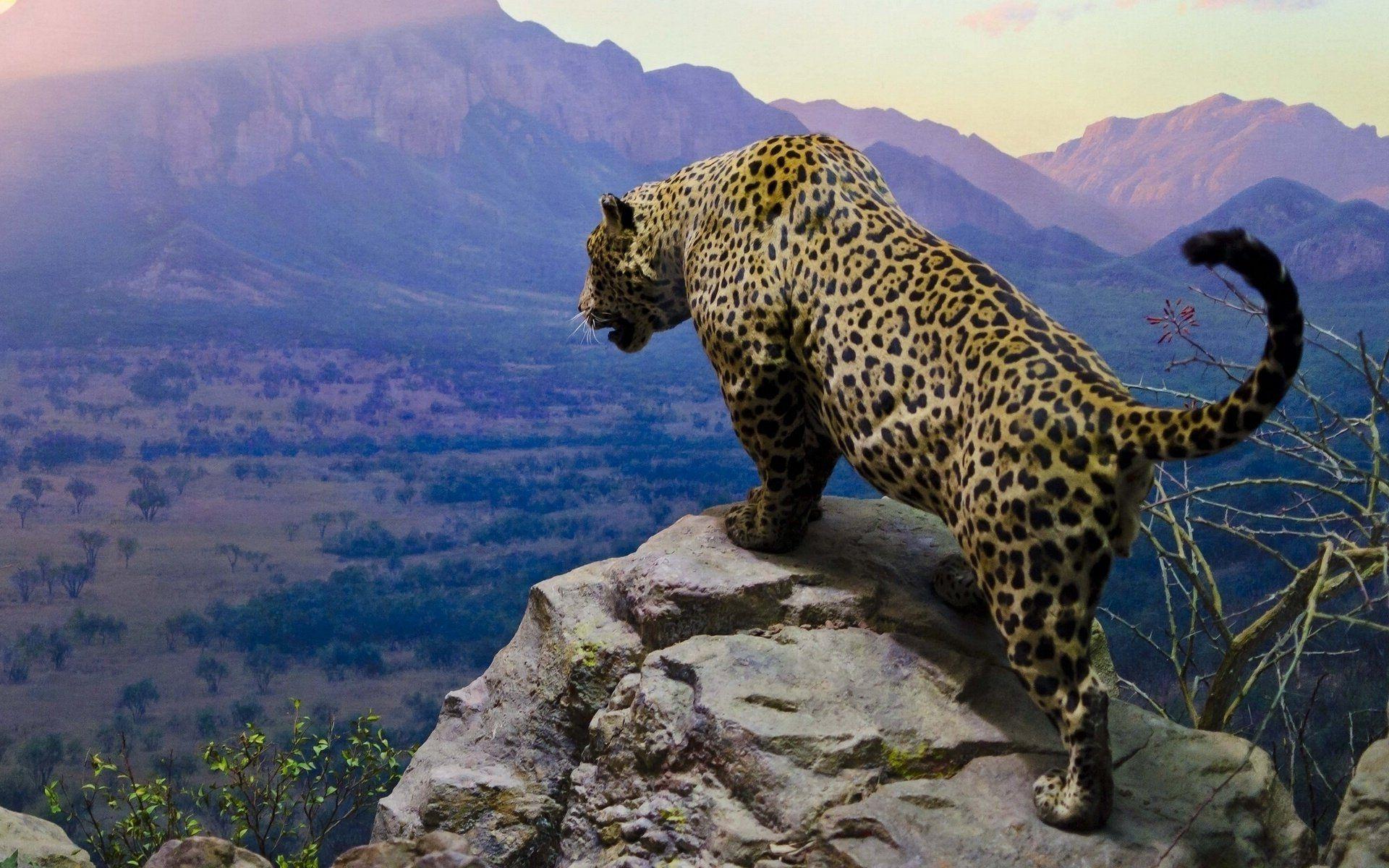 Jaguar Wallpapers - Top Free Jaguar Backgrounds - WallpaperAccess