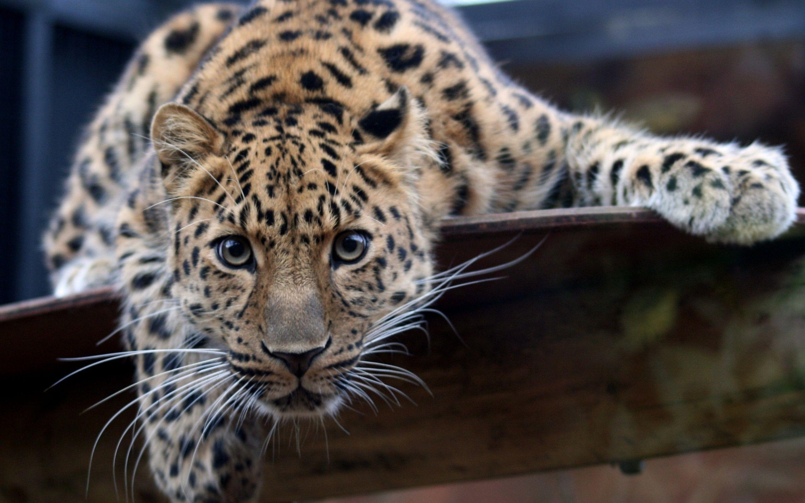 2560x1600 Jaguar HD Wallpaper and Background Image