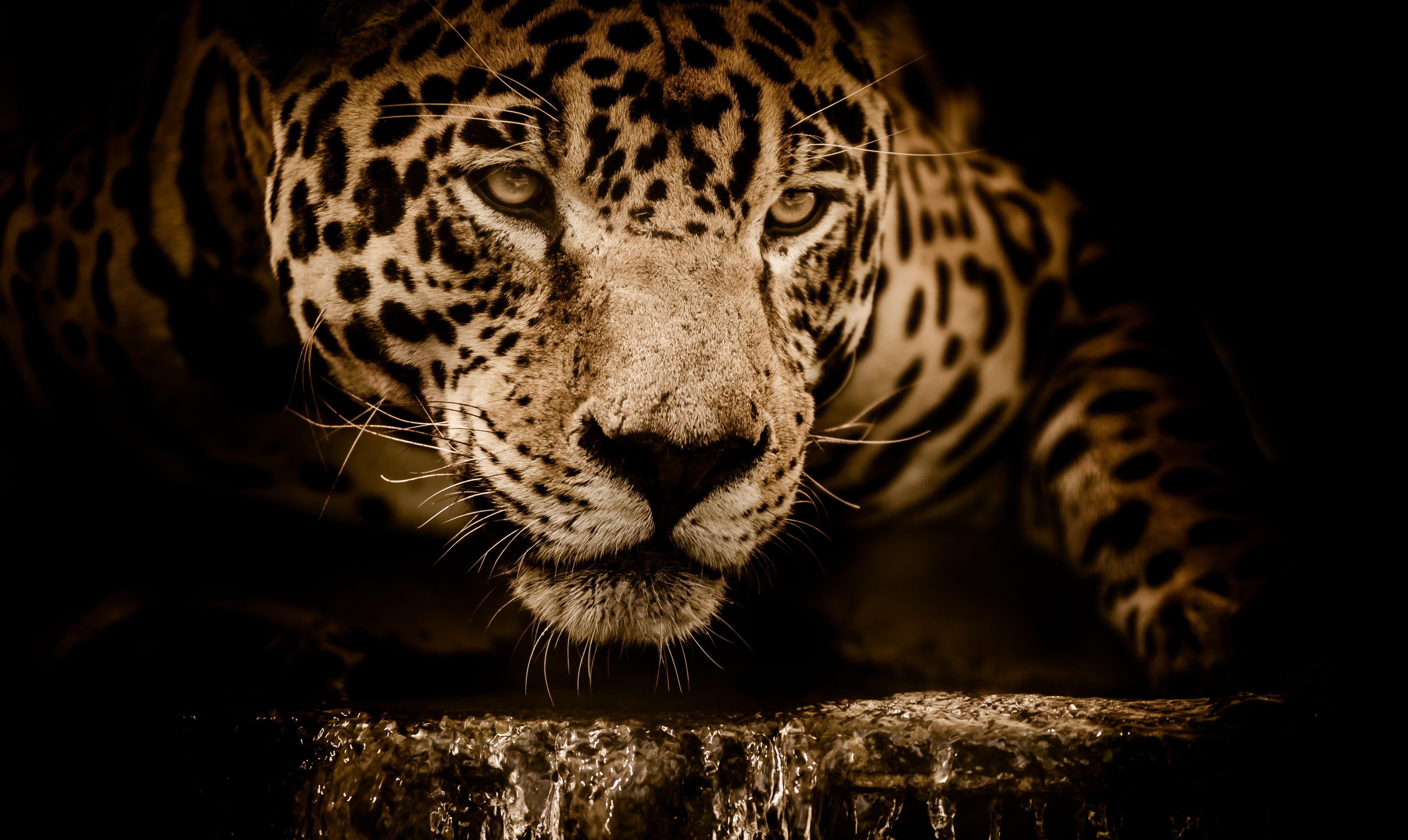 Jaguar Wallpapers - Top Free Jaguar