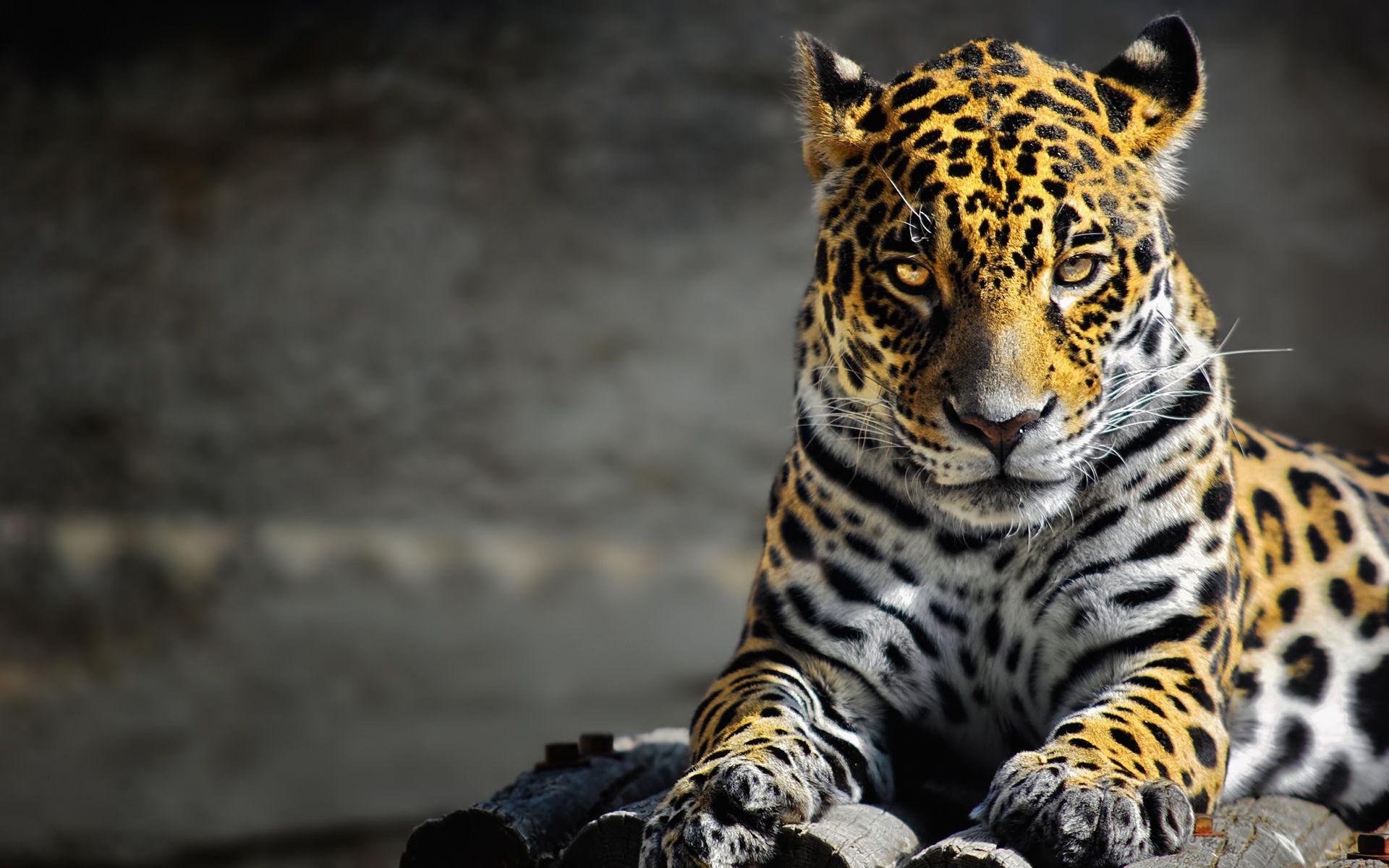 1920x1200 Jaguar Wallpaper