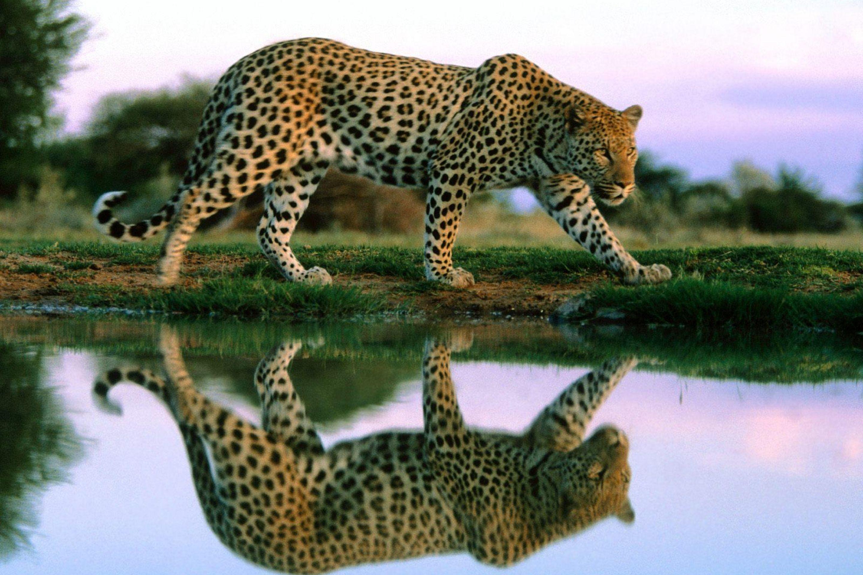 2880x1920 Jaguar HD Wallpaper and Background Image