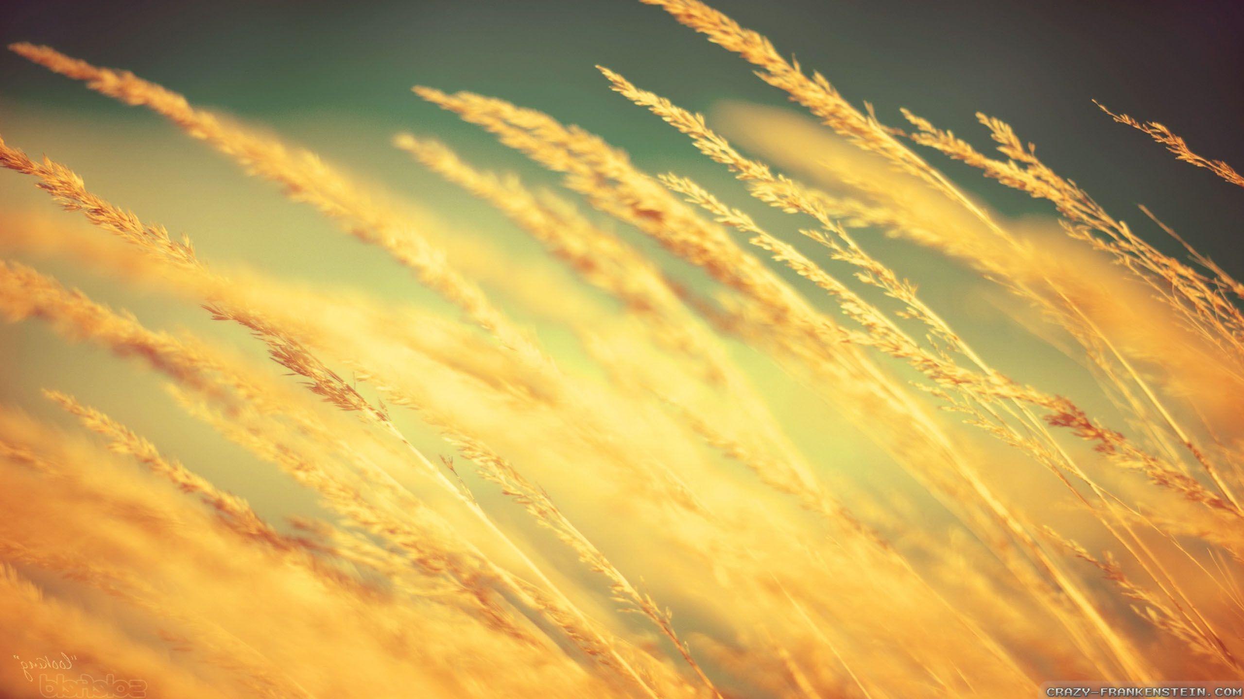 Wind Wallpapers Top Free Wind Backgrounds Wallpaperaccess