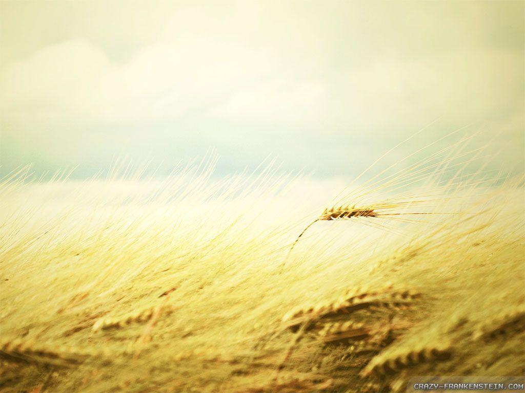 1920x1200px  free download  HD wallpaper wheat grass ears chamomile  field wind blow nature summer  Wallpaper Flare