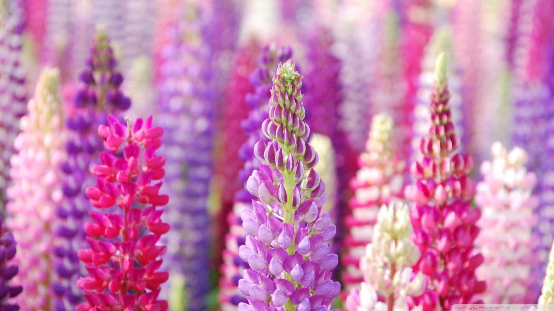 1920x1080 Purple Floral Wallpaper 13 High Resolution Wallpaper https://wallpaperaccess.com/full/146200.jpg