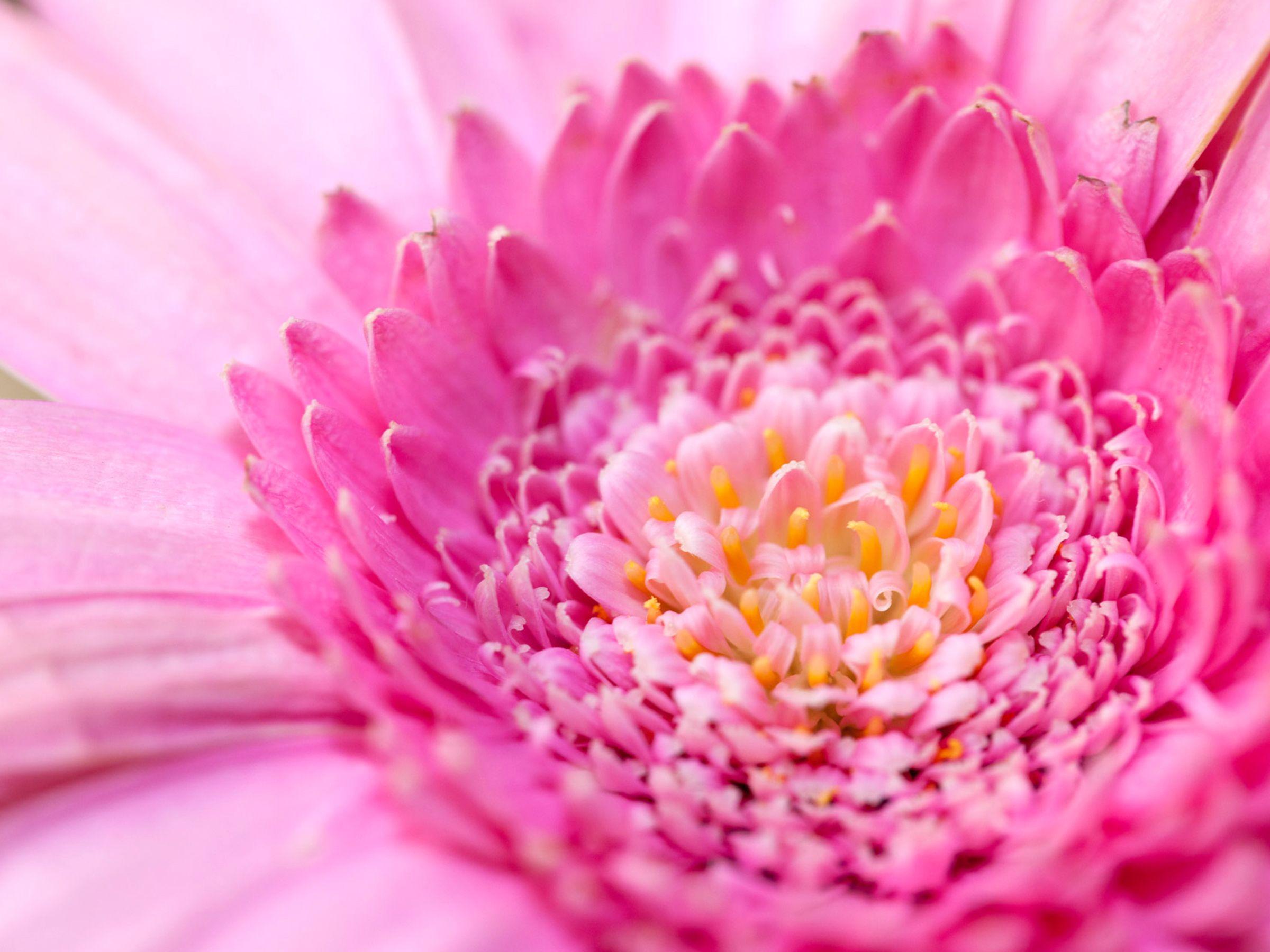 2400x1800 Tải xuống Màu hồng dễ thương Hoa hồng Hình nền HD Litem Desktop Lorful https://wallpaperaccess.com/full/146221.jpg